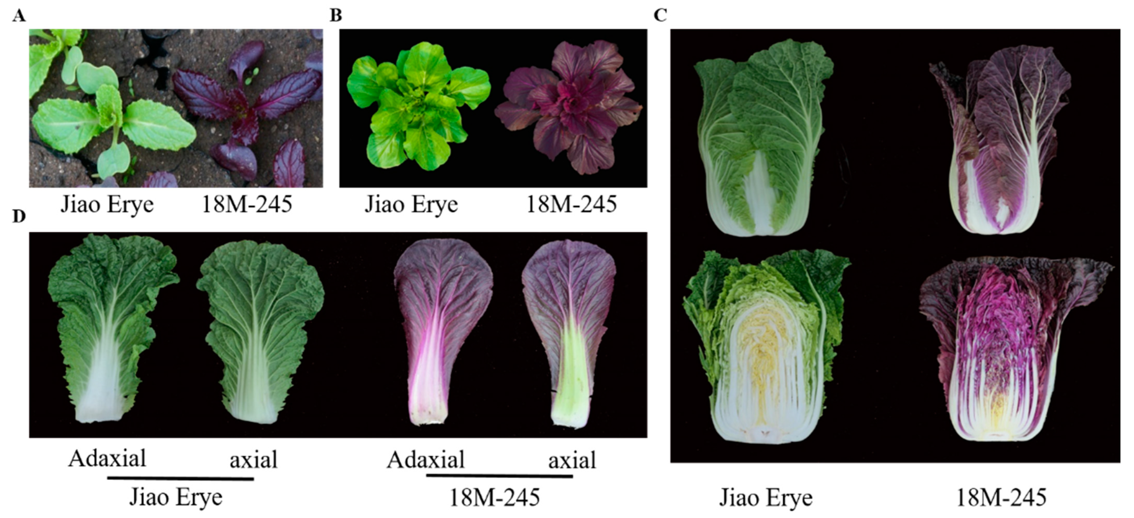 Genome-wide transcriptome analysis reveals molecular pathways involved in  leafy head formation of Chinese cabbage (Brassica rapa)