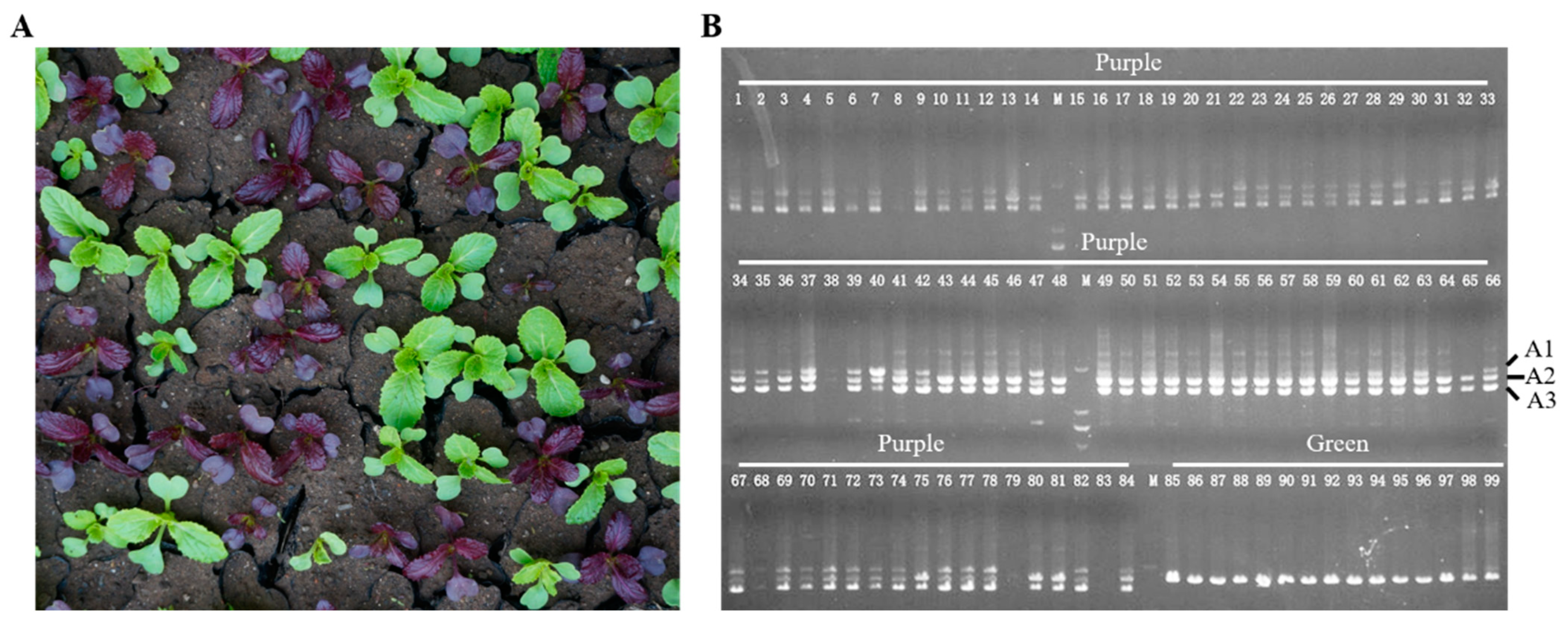 Horticulturae 09 00146 g005 Horticulturae 09 00146 g005