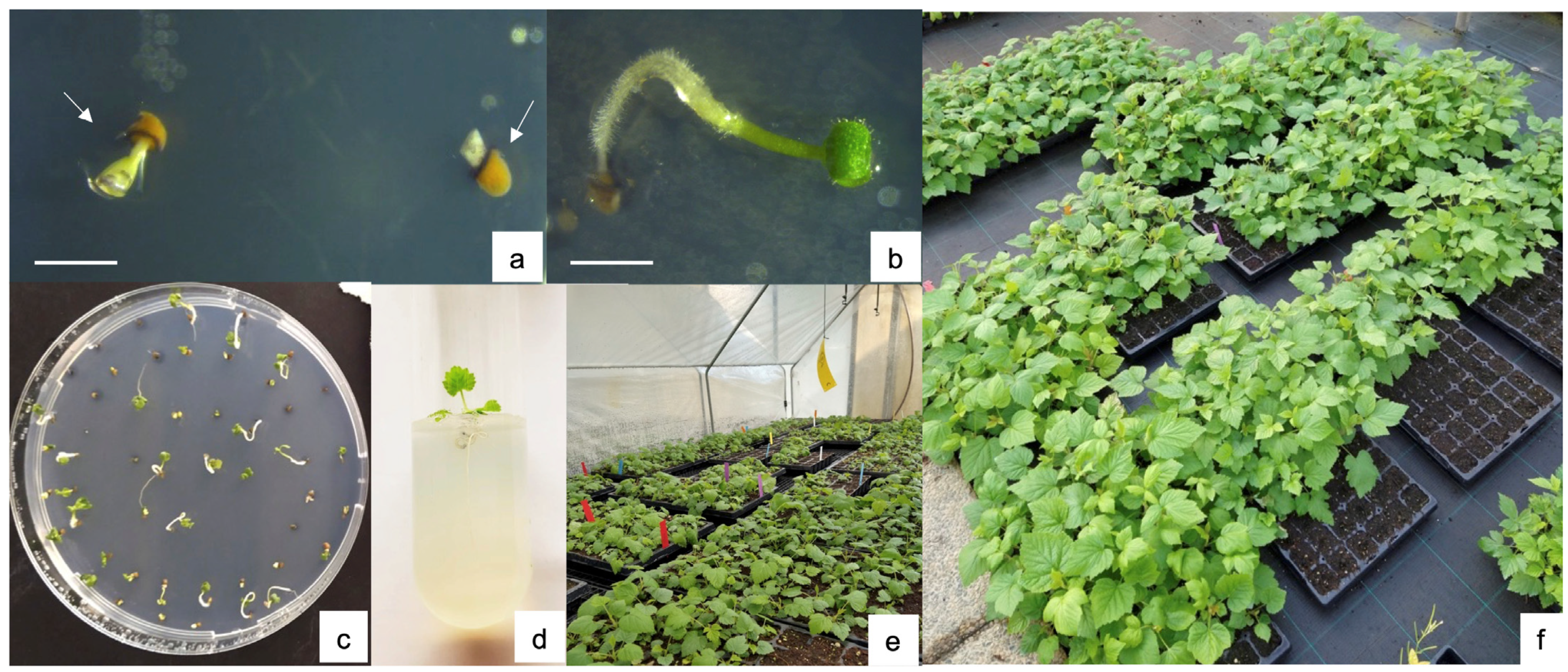 Horticulturae 09 00153 g003 Horticulturae 09 00153 g003