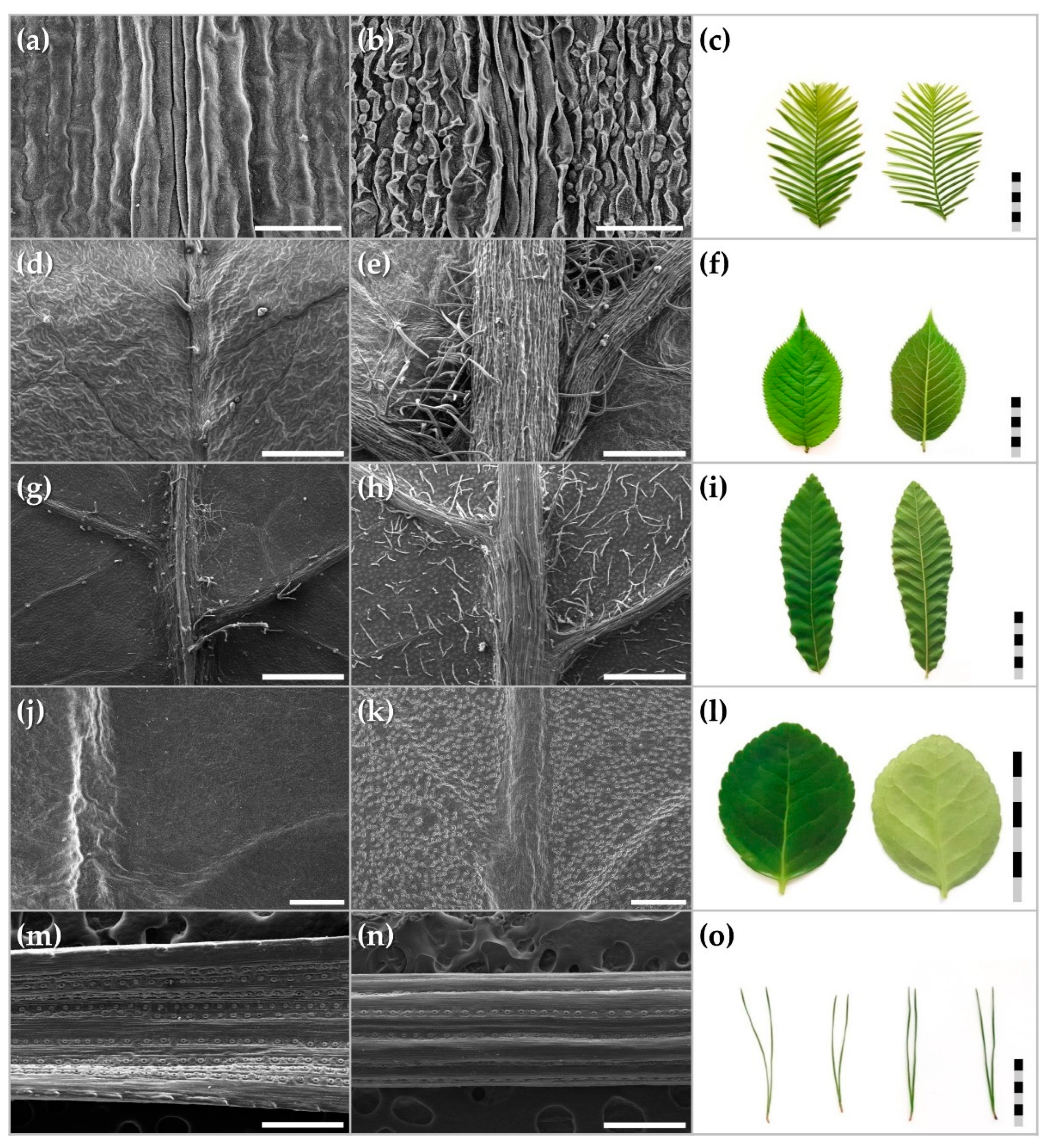 Horticulturae 09 00165 g004 Horticulturae 09 00165 g004