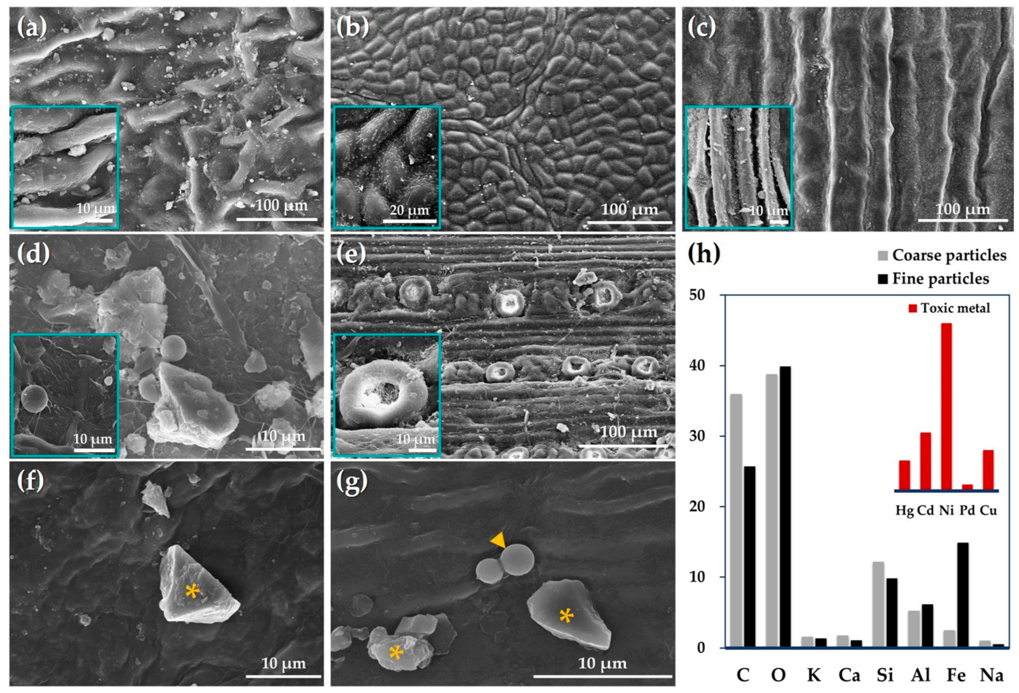 Horticulturae 09 00165 g006 Horticulturae 09 00165 g006