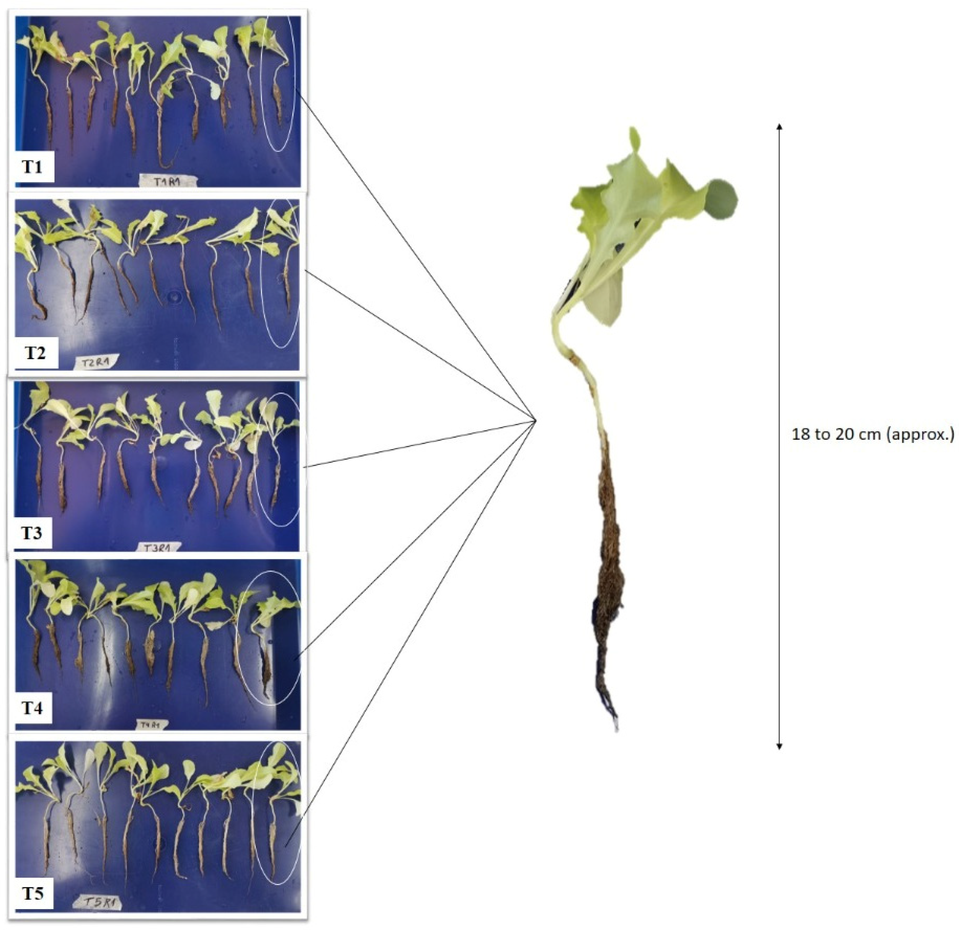Horticulturae 09 00168 g002