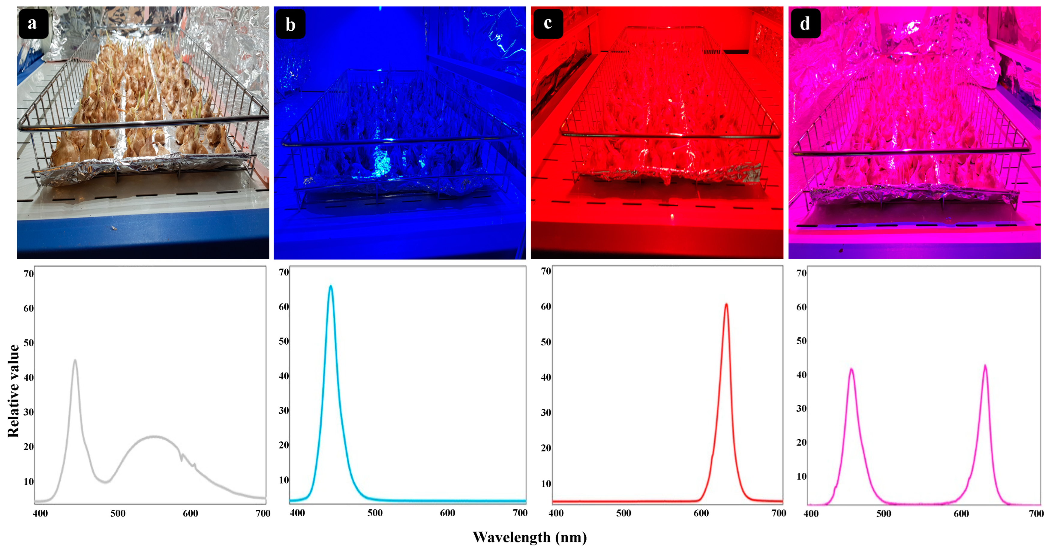 Horticulturae 09 00169 g001 Horticulturae 09 00169 g001