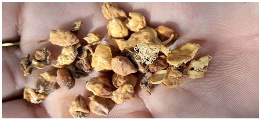 Horticulturae 09 00171 g001 Horticulturae 09 00171 g001