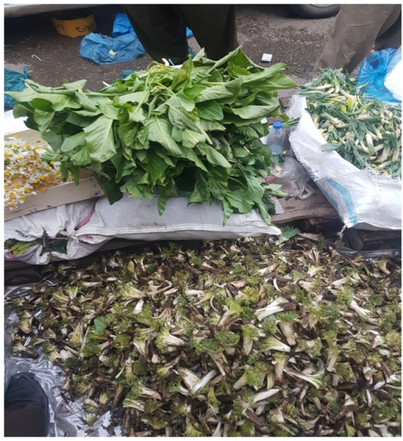 Horticulturae 09 00171 g002 Horticulturae 09 00171 g002