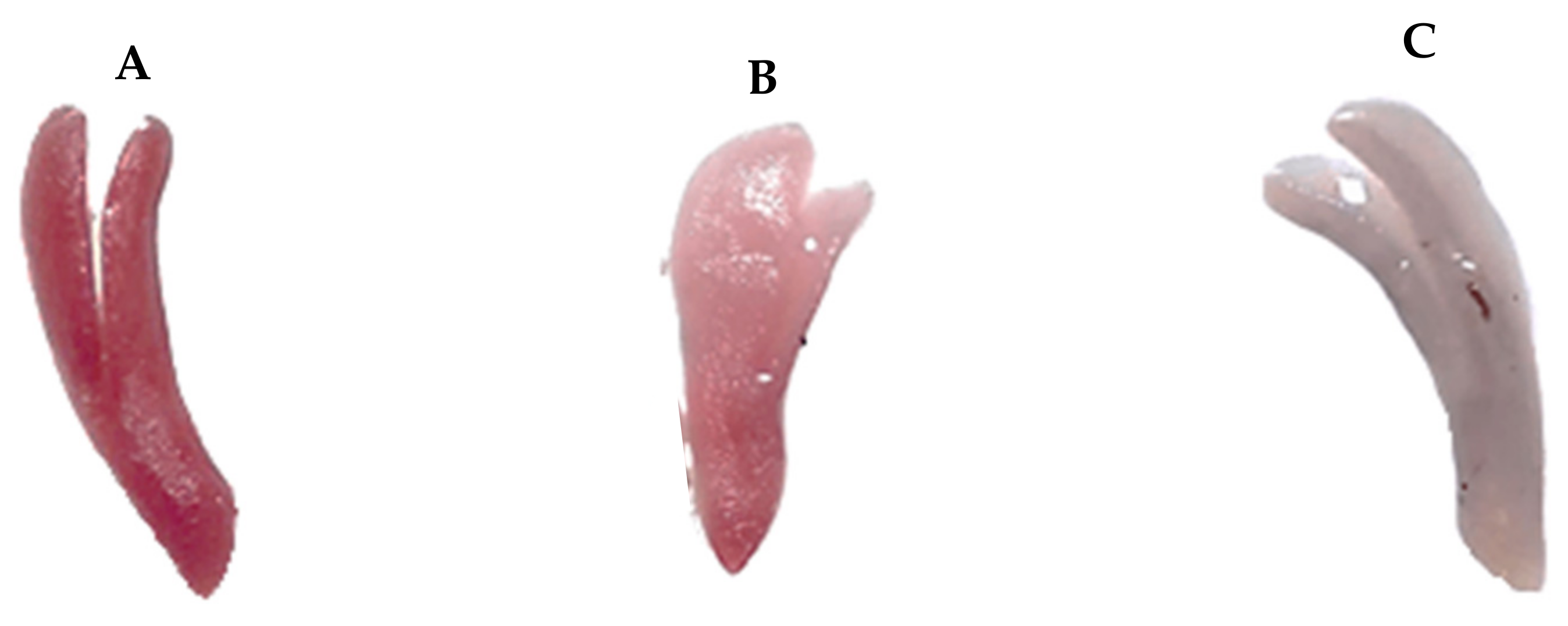 Horticulturae 09 00177 g003 Horticulturae 09 00177 g003