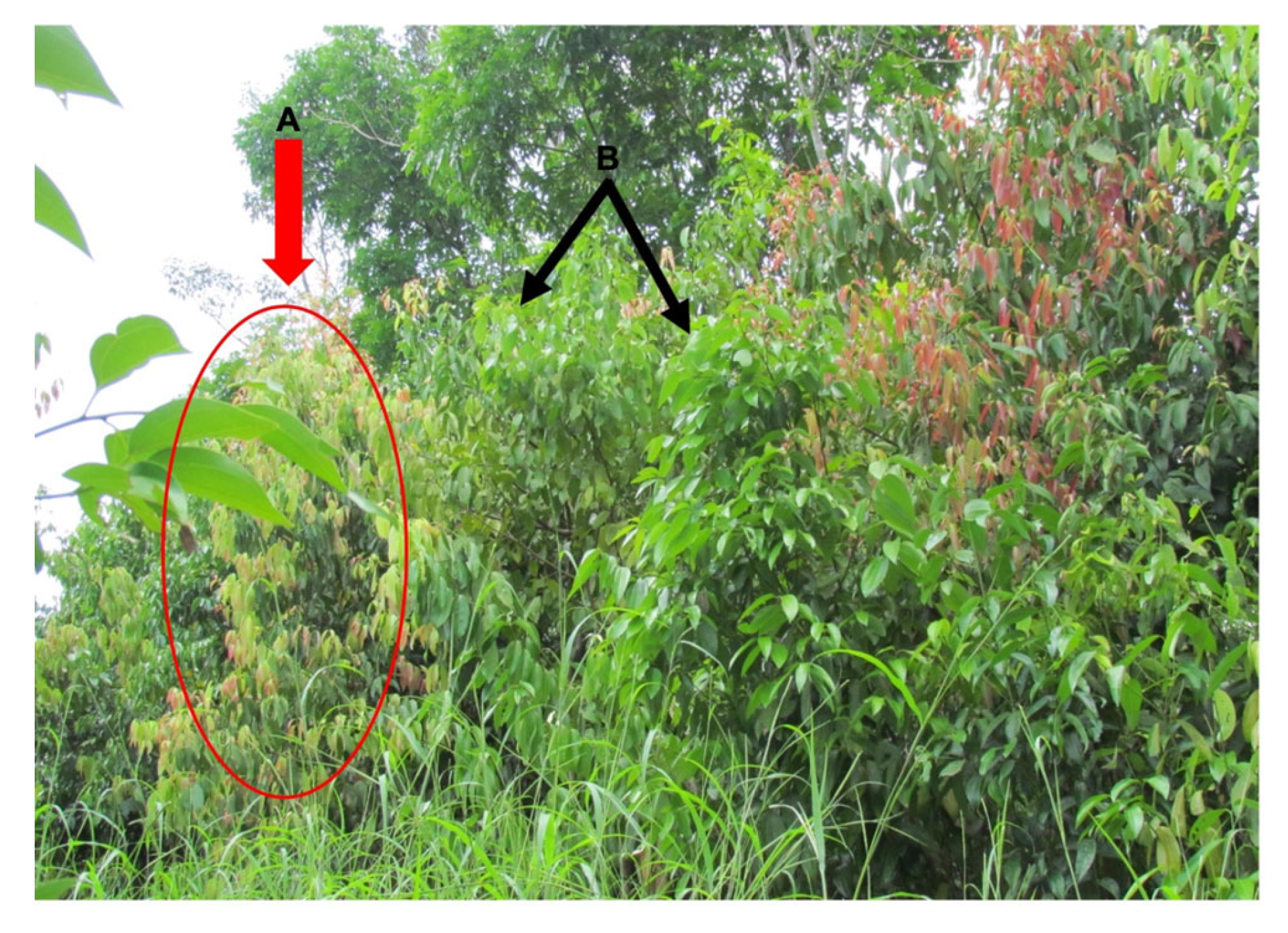 Horticulturae 09 00187 g001 Horticulturae 09 00187 g001