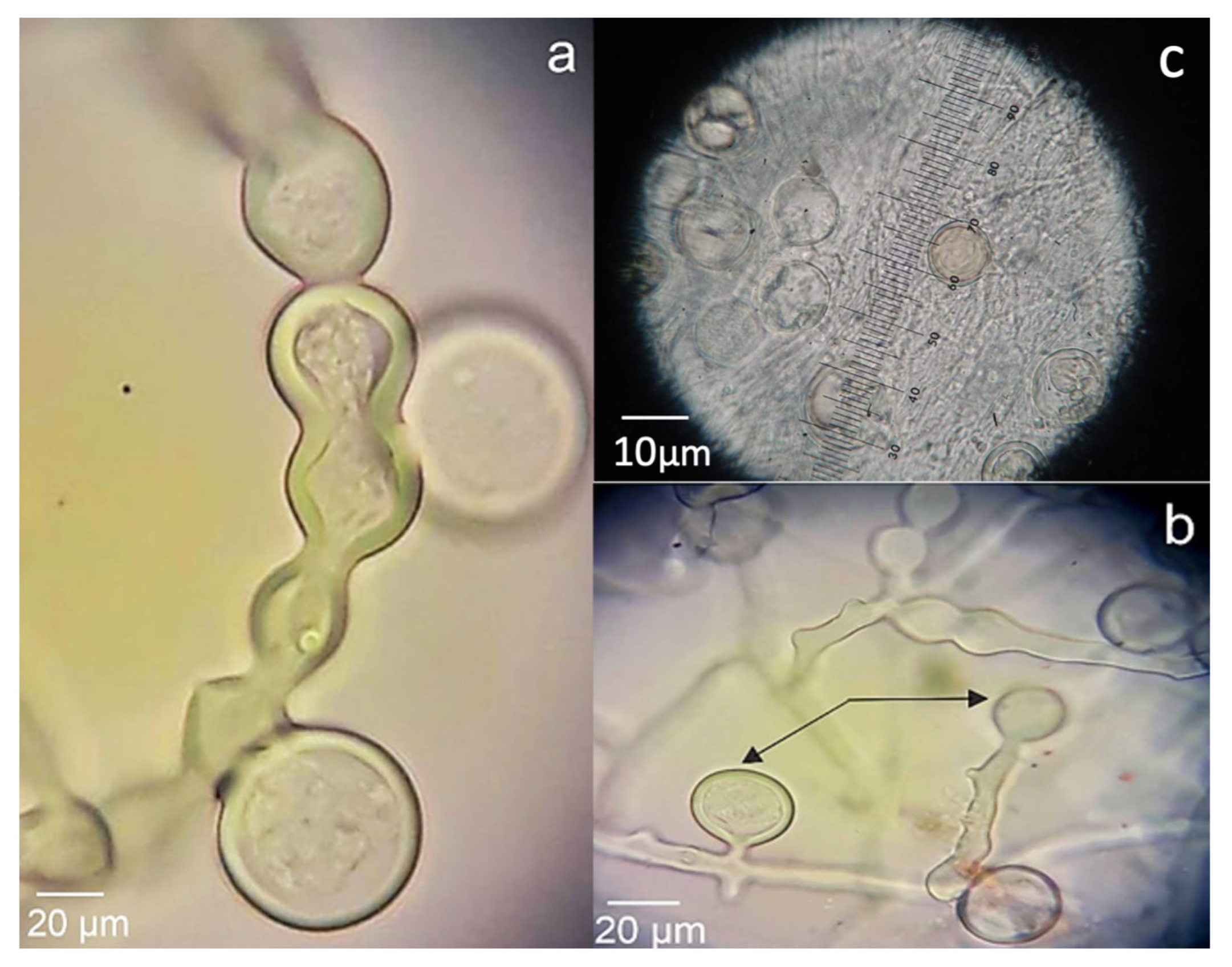 Horticulturae 09 00187 g002 Horticulturae 09 00187 g002