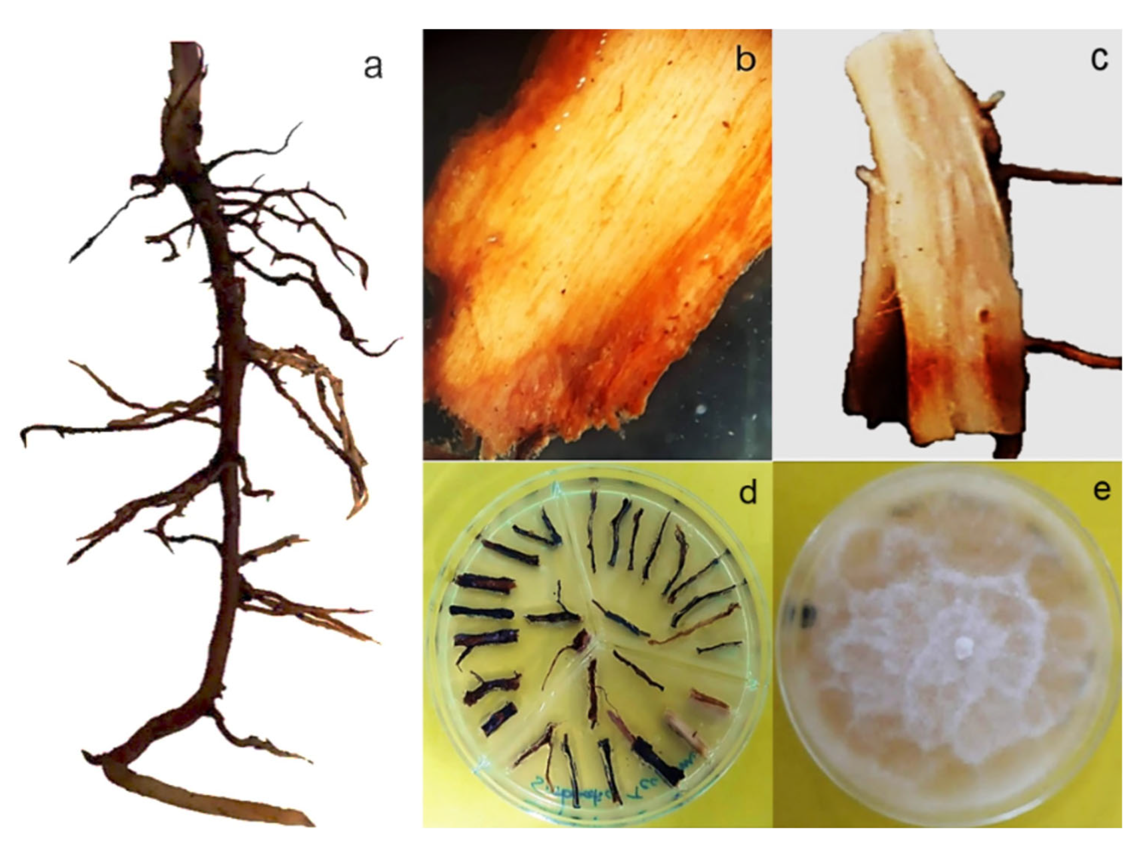 Horticulturae 09 00187 g004 Horticulturae 09 00187 g004