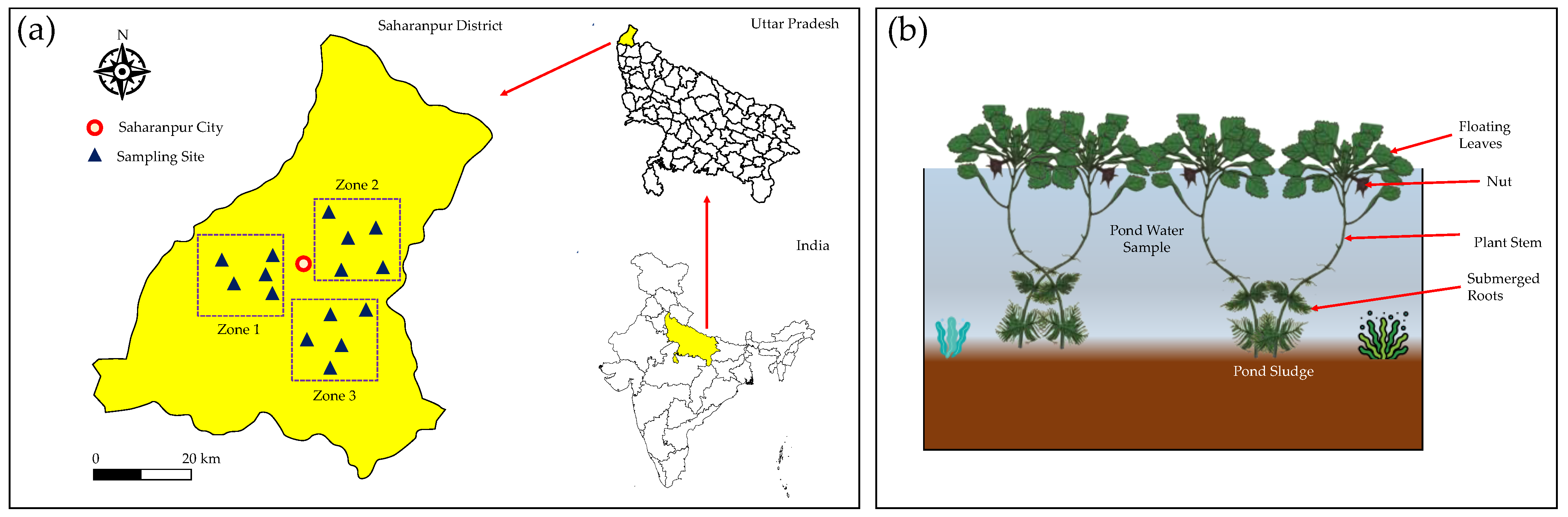 Horticulturae 09 00190 g001