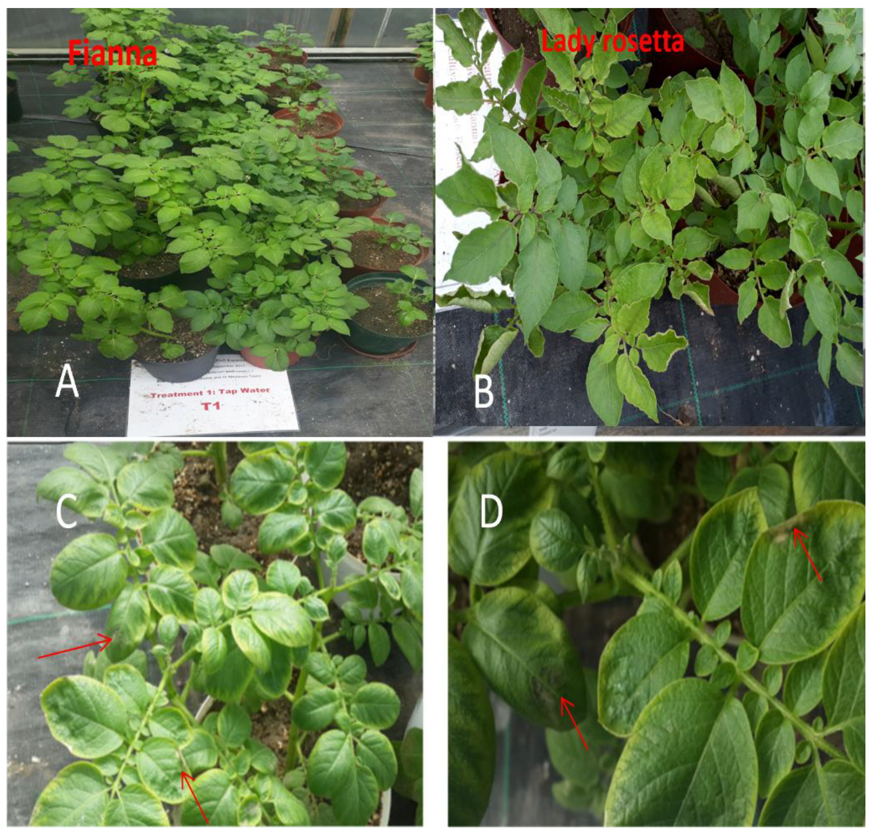 Horticulturae 09 00192 g001 Horticulturae 09 00192 g001