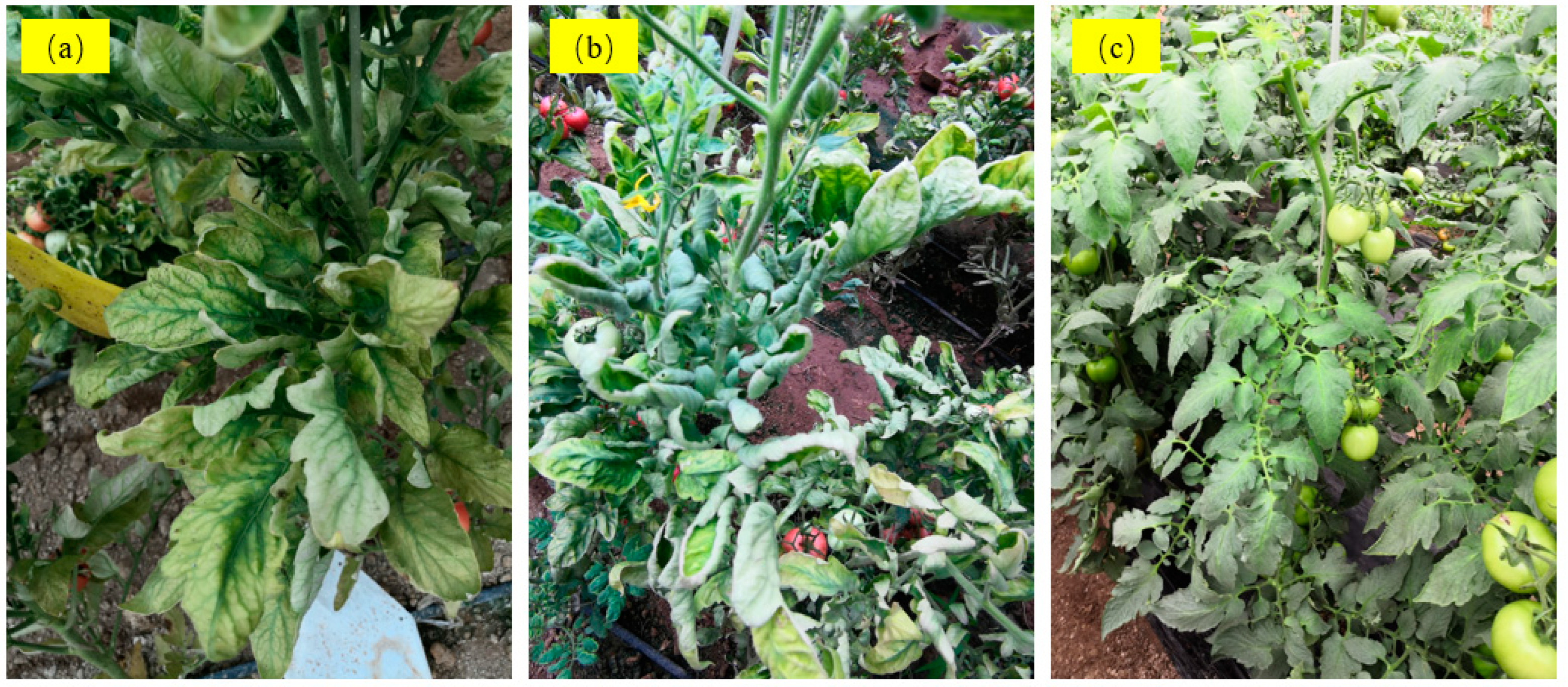 Horticulturae 09 00197 g002 Horticulturae 09 00197 g002