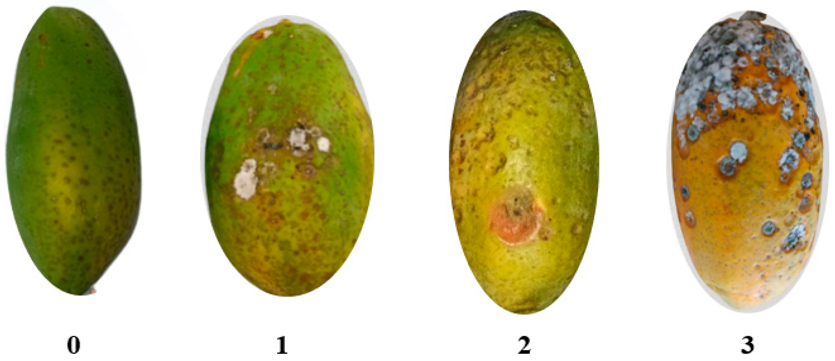 Horticulturae 09 00204 g001