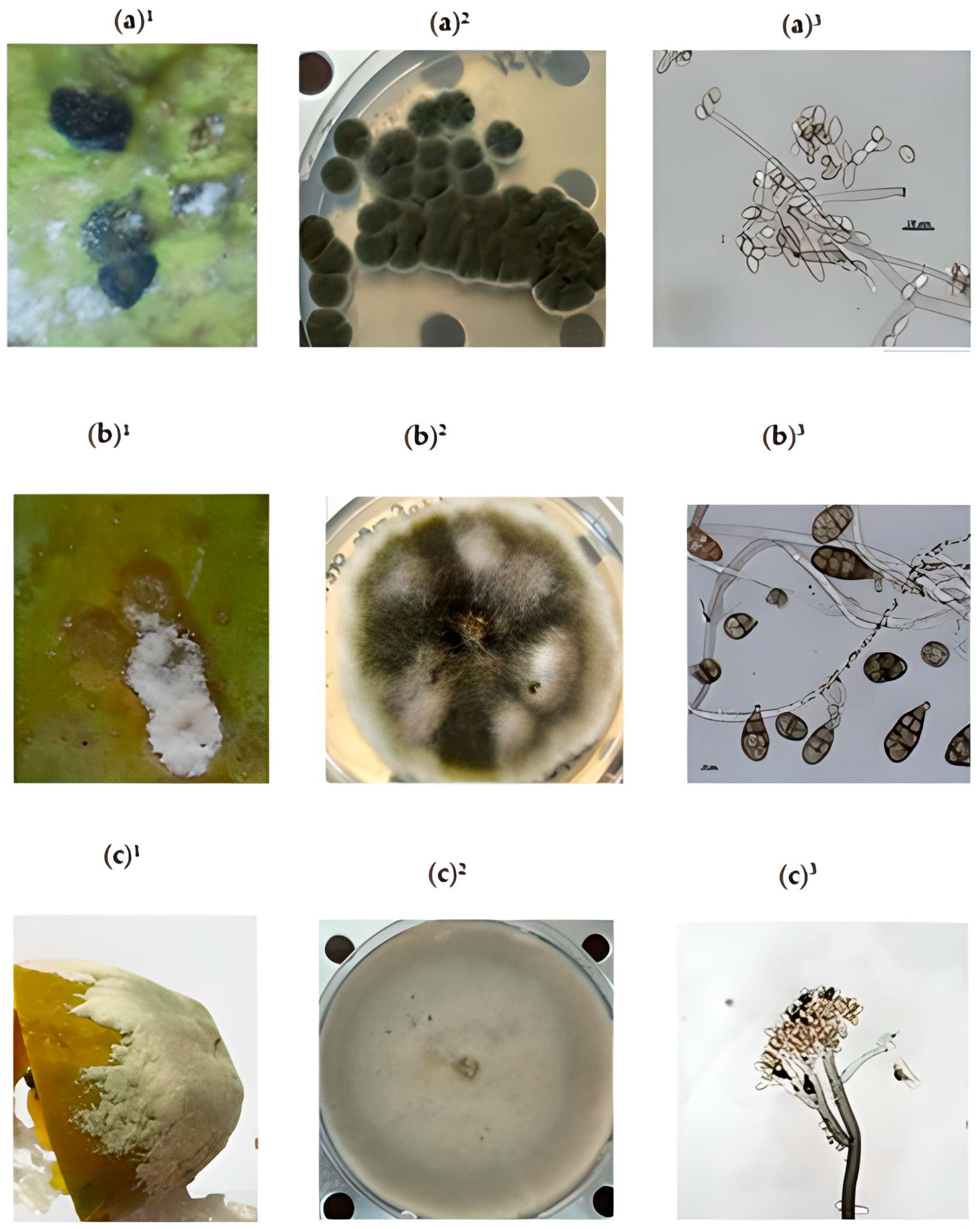 Horticulturae 09 00204 g003