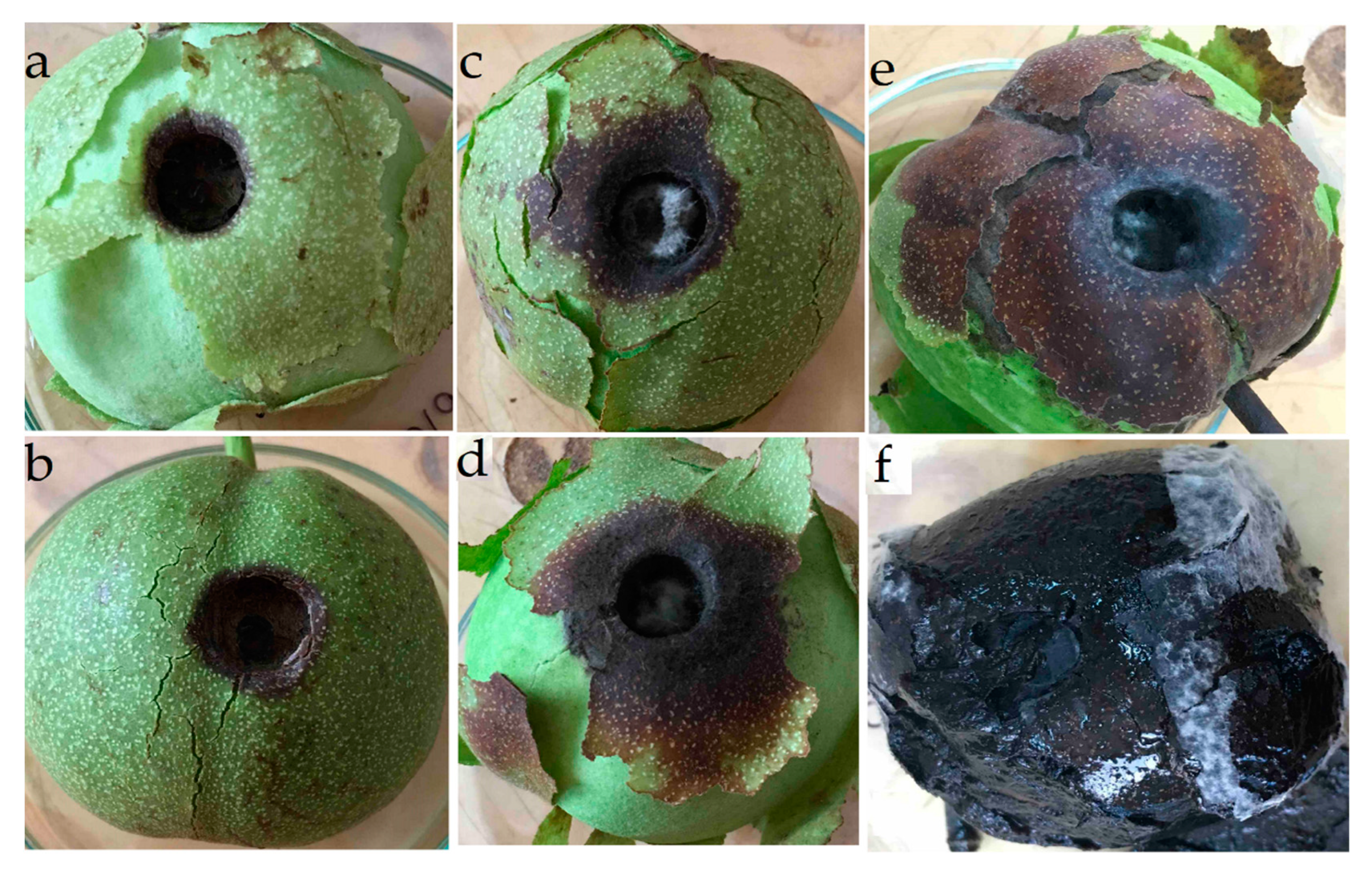 Horticulturae 09 00205 g002 Horticulturae 09 00205 g002
