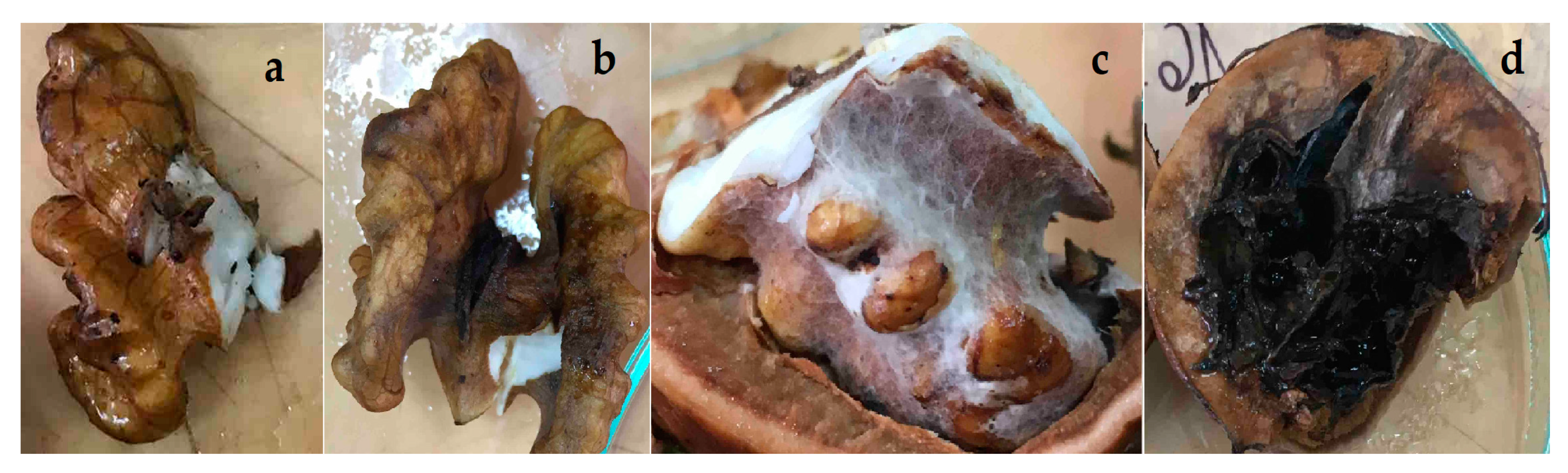 Horticulturae 09 00205 g003 Horticulturae 09 00205 g003