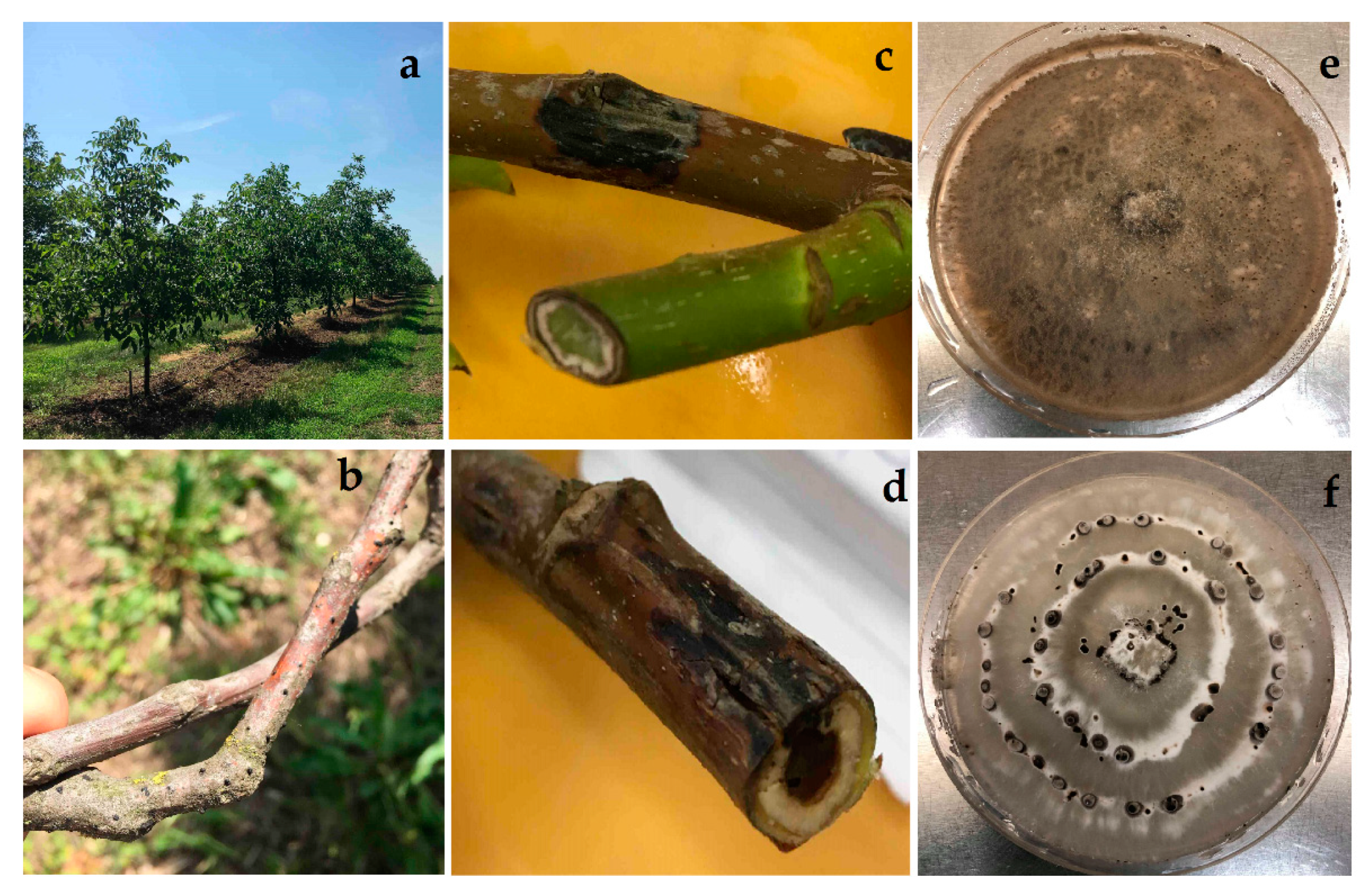 Horticulturae 09 00205 g004 Horticulturae 09 00205 g004