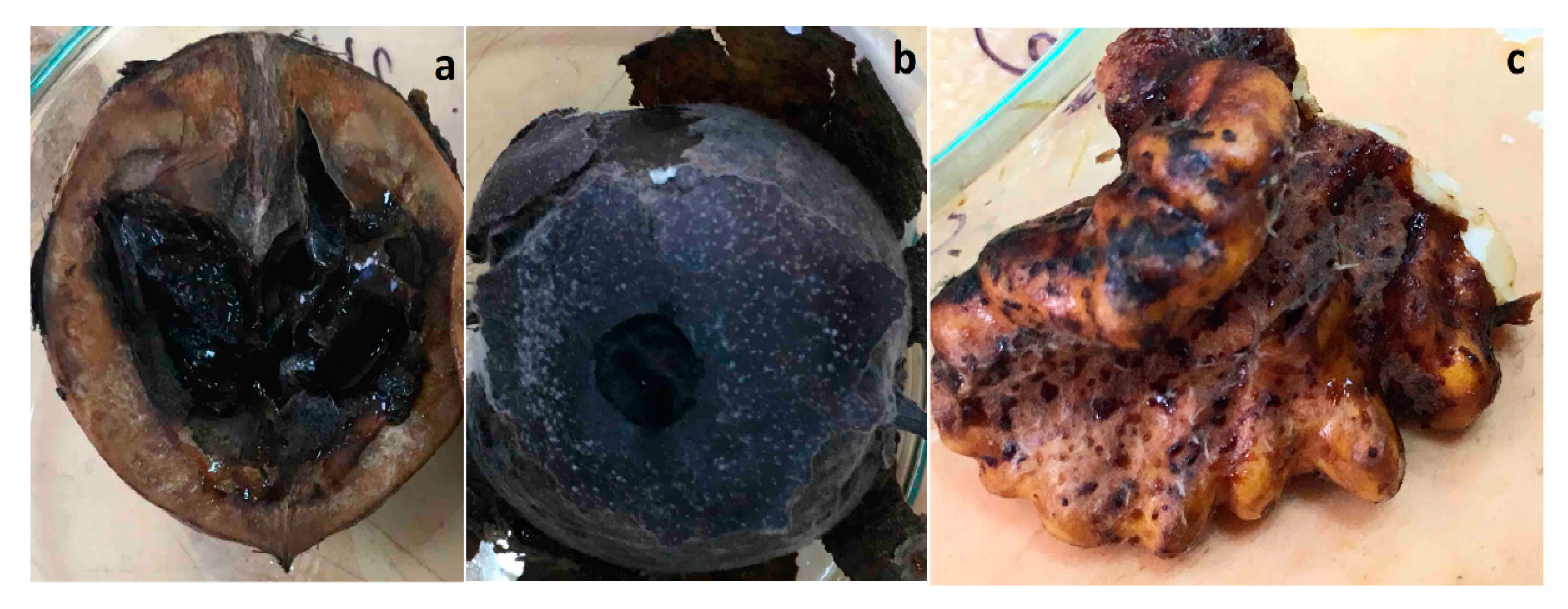 Horticulturae 09 00205 g007 Horticulturae 09 00205 g007