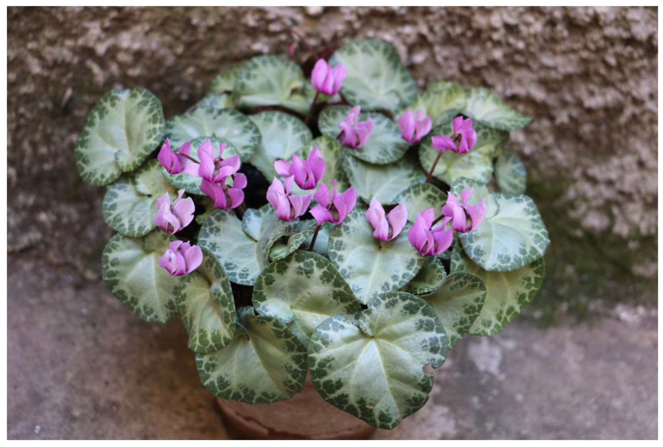 Horticulturae 09 00206 g009 550