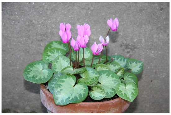 New Varieties of the Common Cyclamen Cyclamen purpurascens Mill. in Slovenia