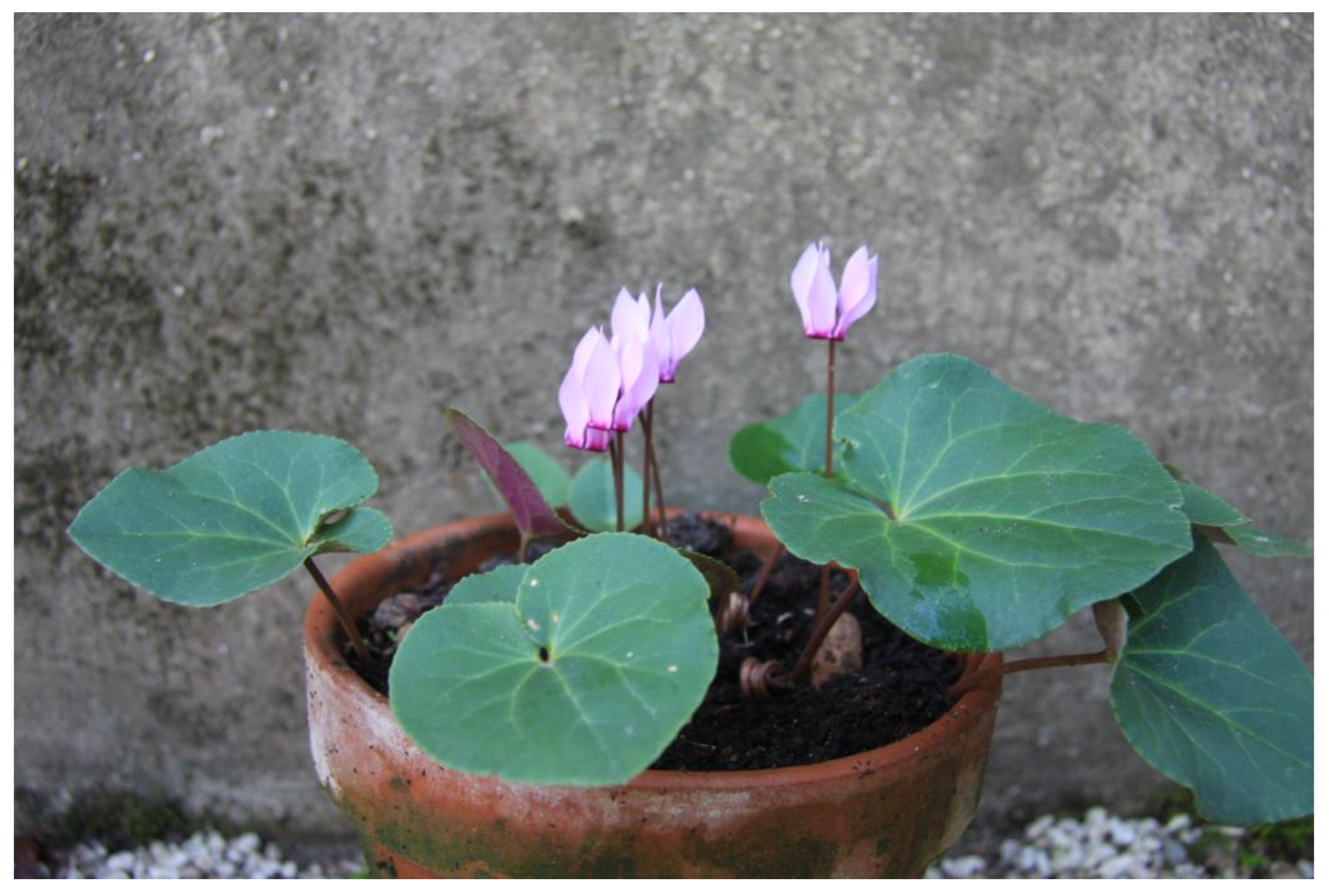 Horticulturae 09 00206 g014 550