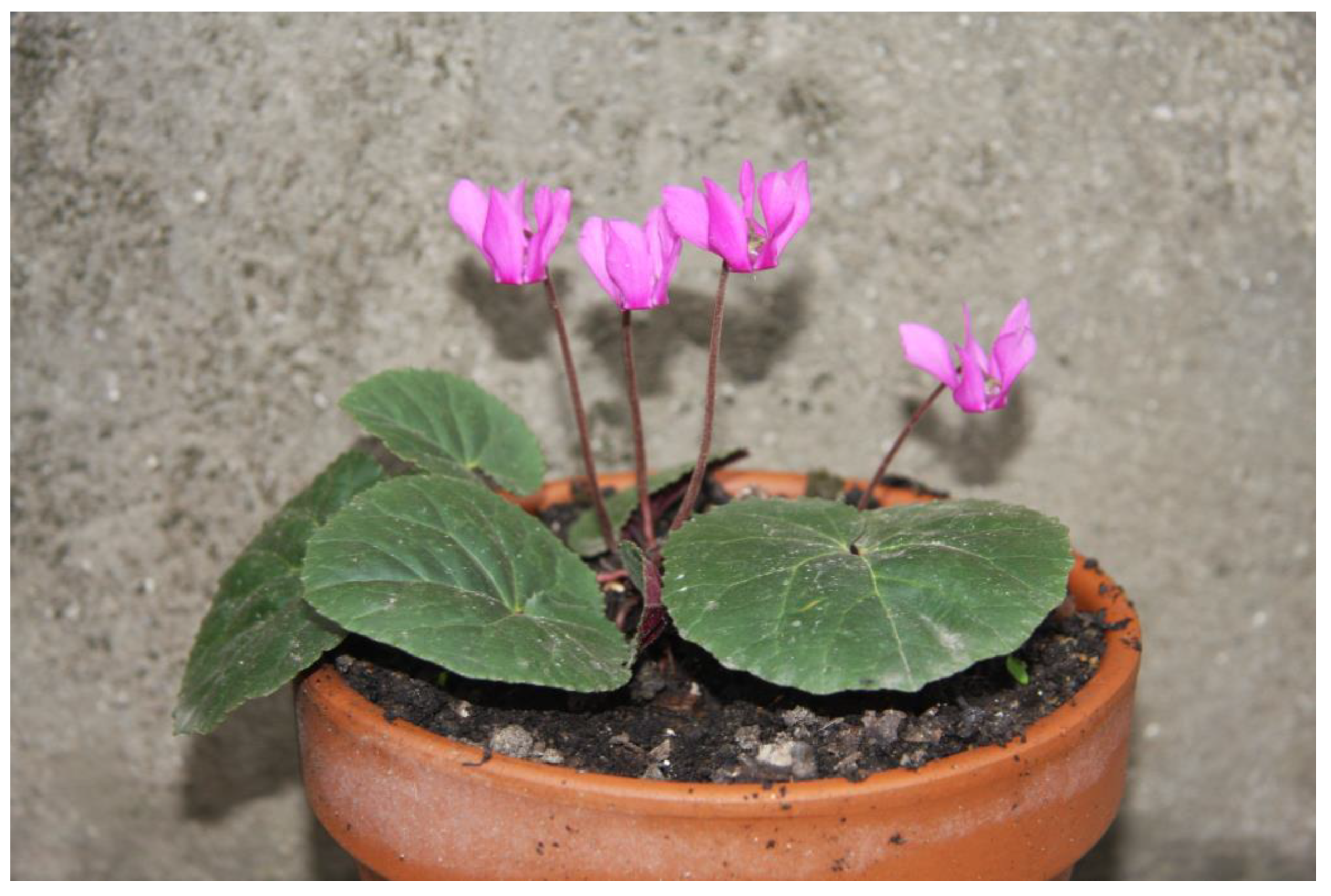 Horticulturae 09 00206 g015 550