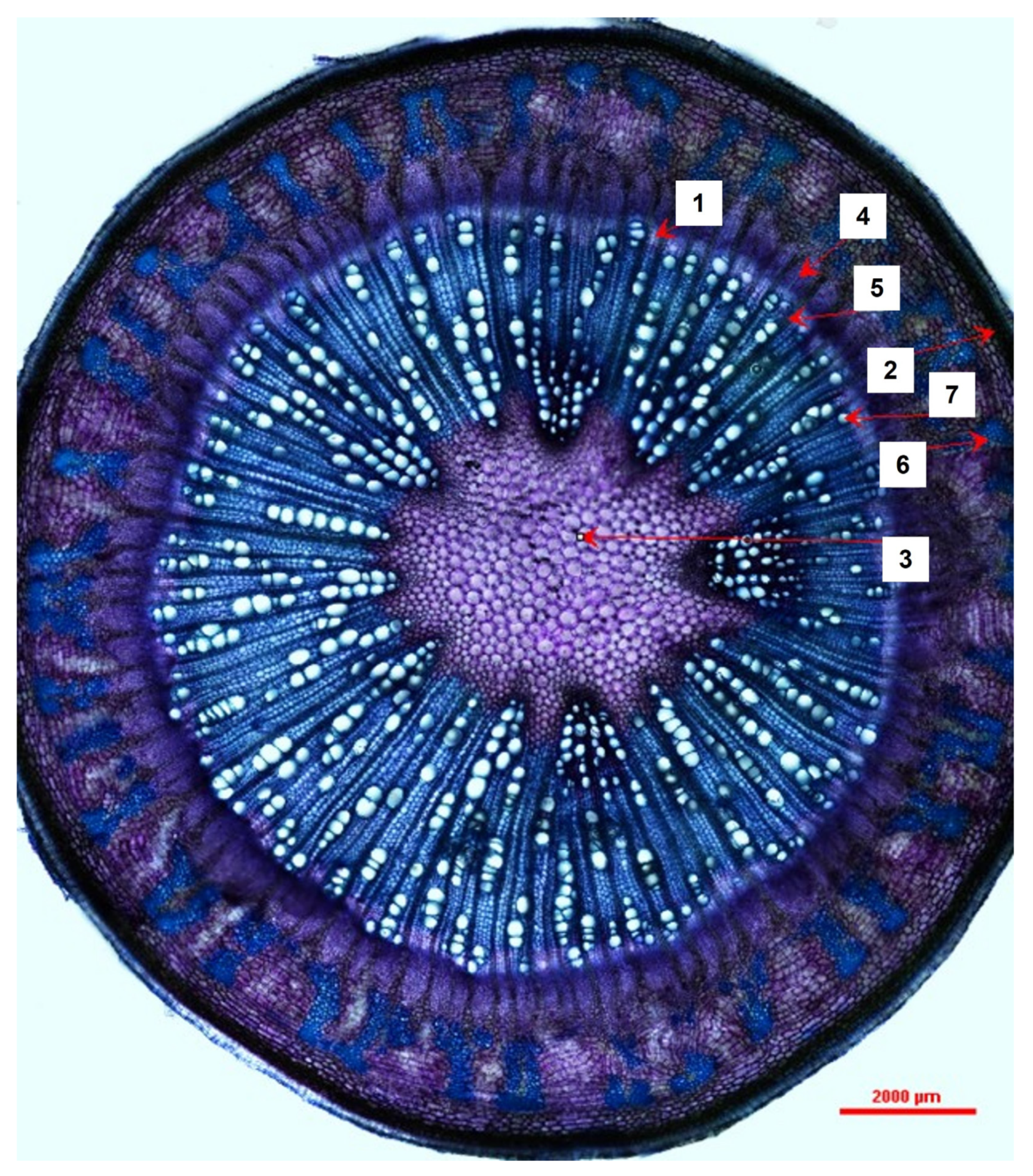 Horticulturae 09 00213 g002