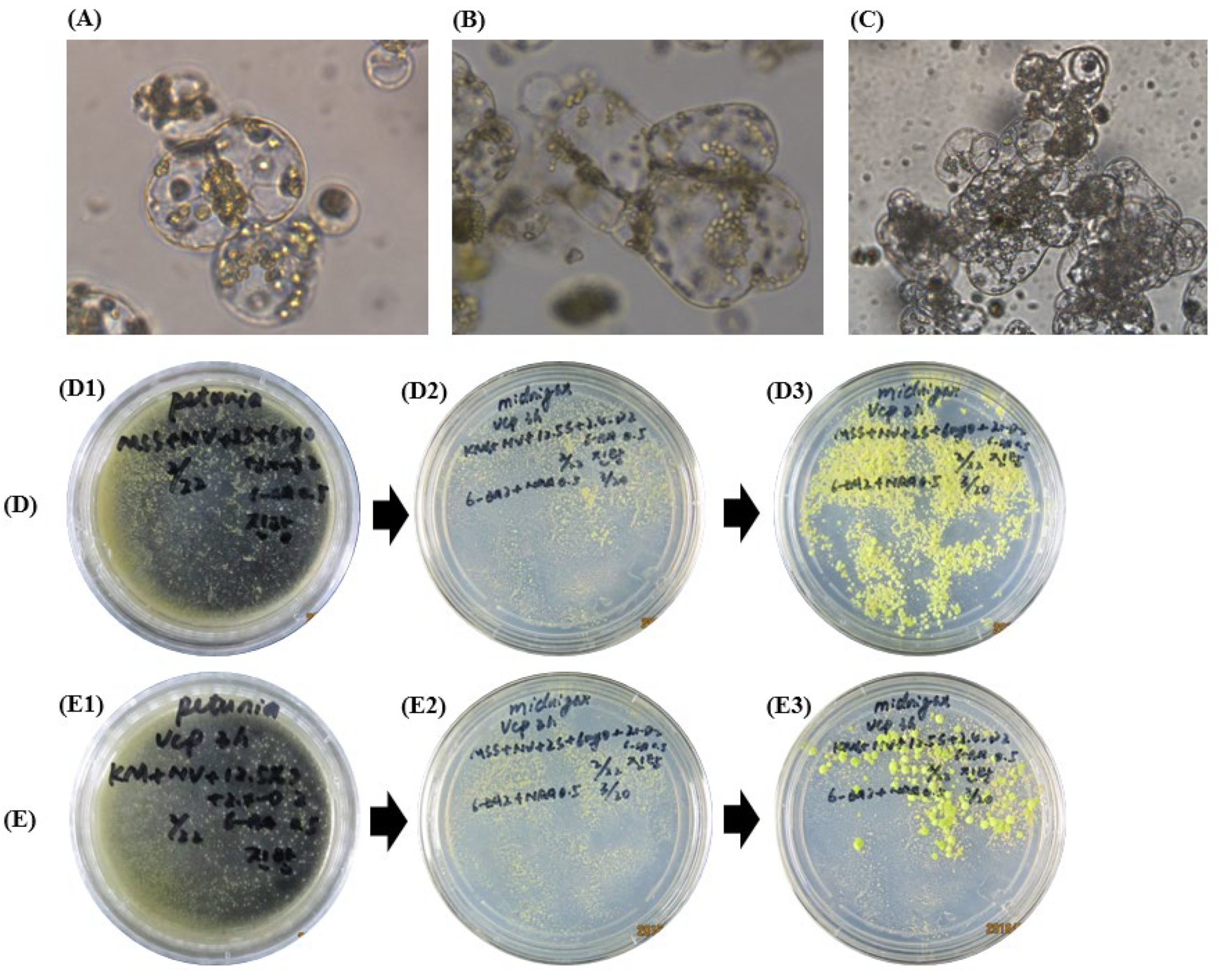 Horticulturae 09 00216 g002 Horticulturae 09 00216 g002