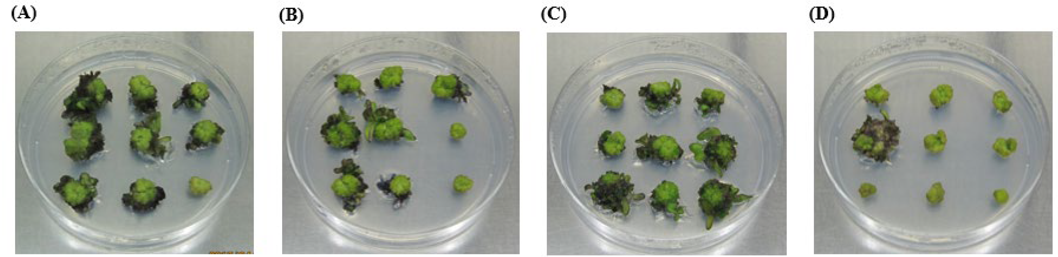 Horticulturae 09 00216 g003 Horticulturae 09 00216 g003