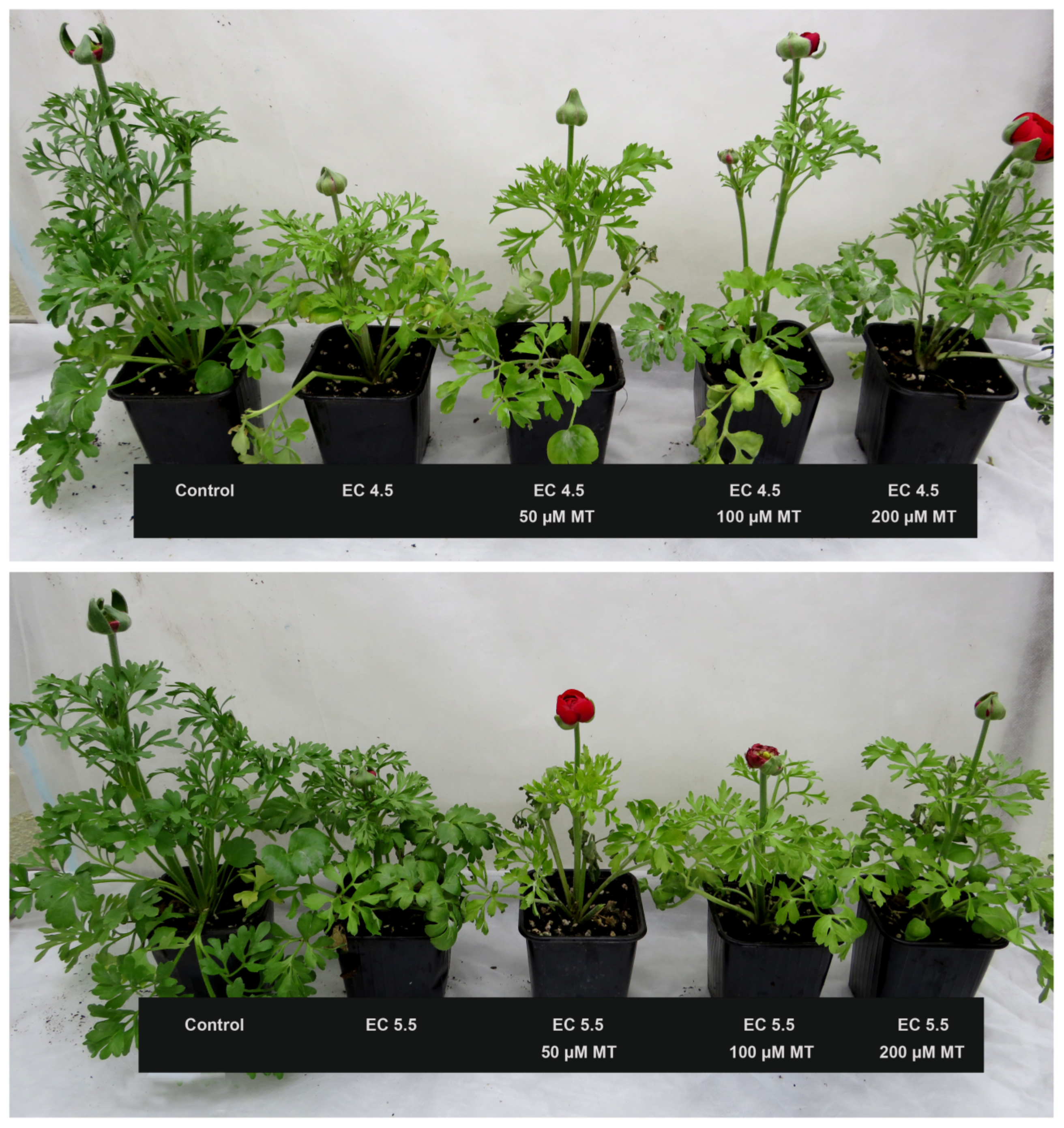 Horticulturae 09 00228 g003