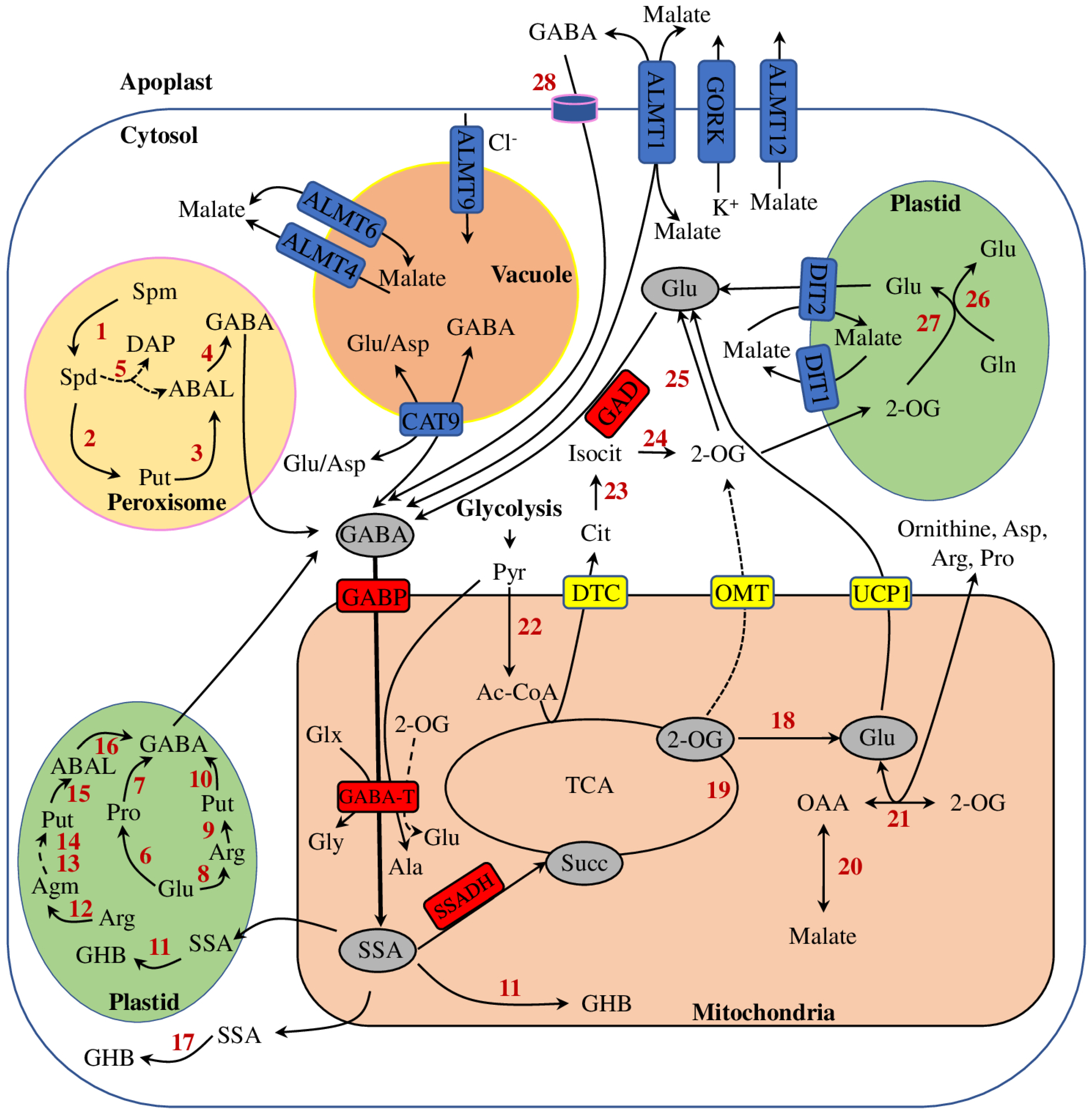 Horticulturae | Free Full-Text | The Role of the γ-Aminobutyric Acid ...