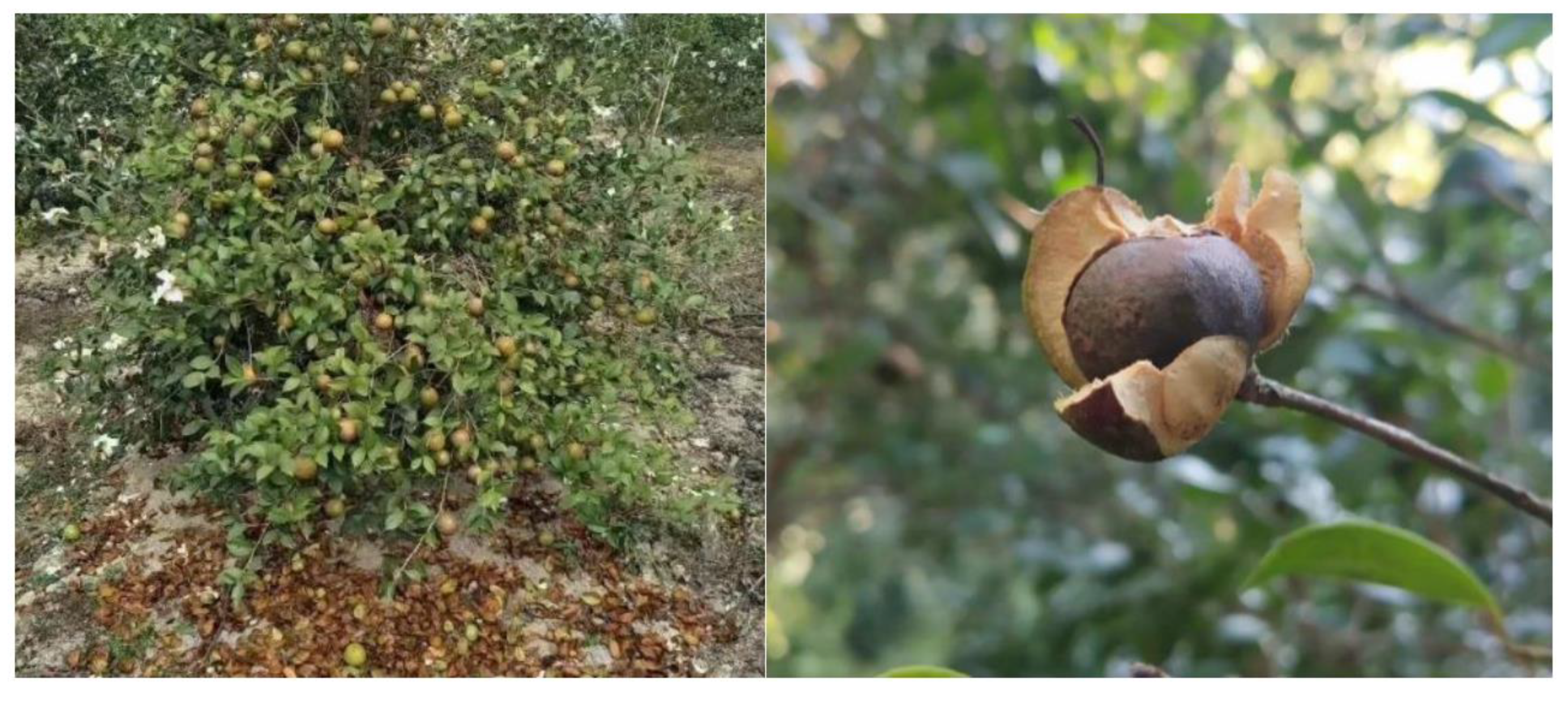 Horticulturae 09 00236 g001