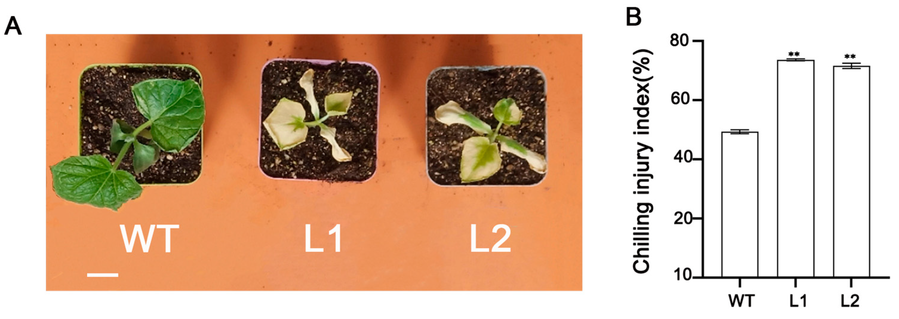 Horticulturae 09 00240 g002