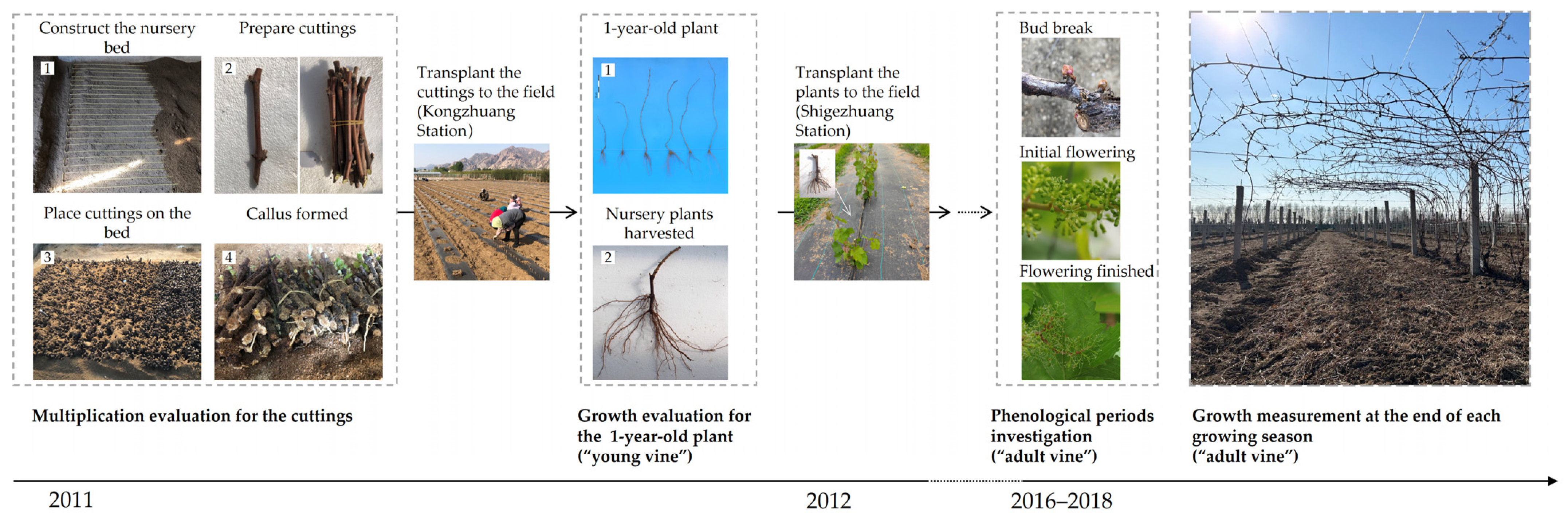 Horticulturae 09 00241 g001