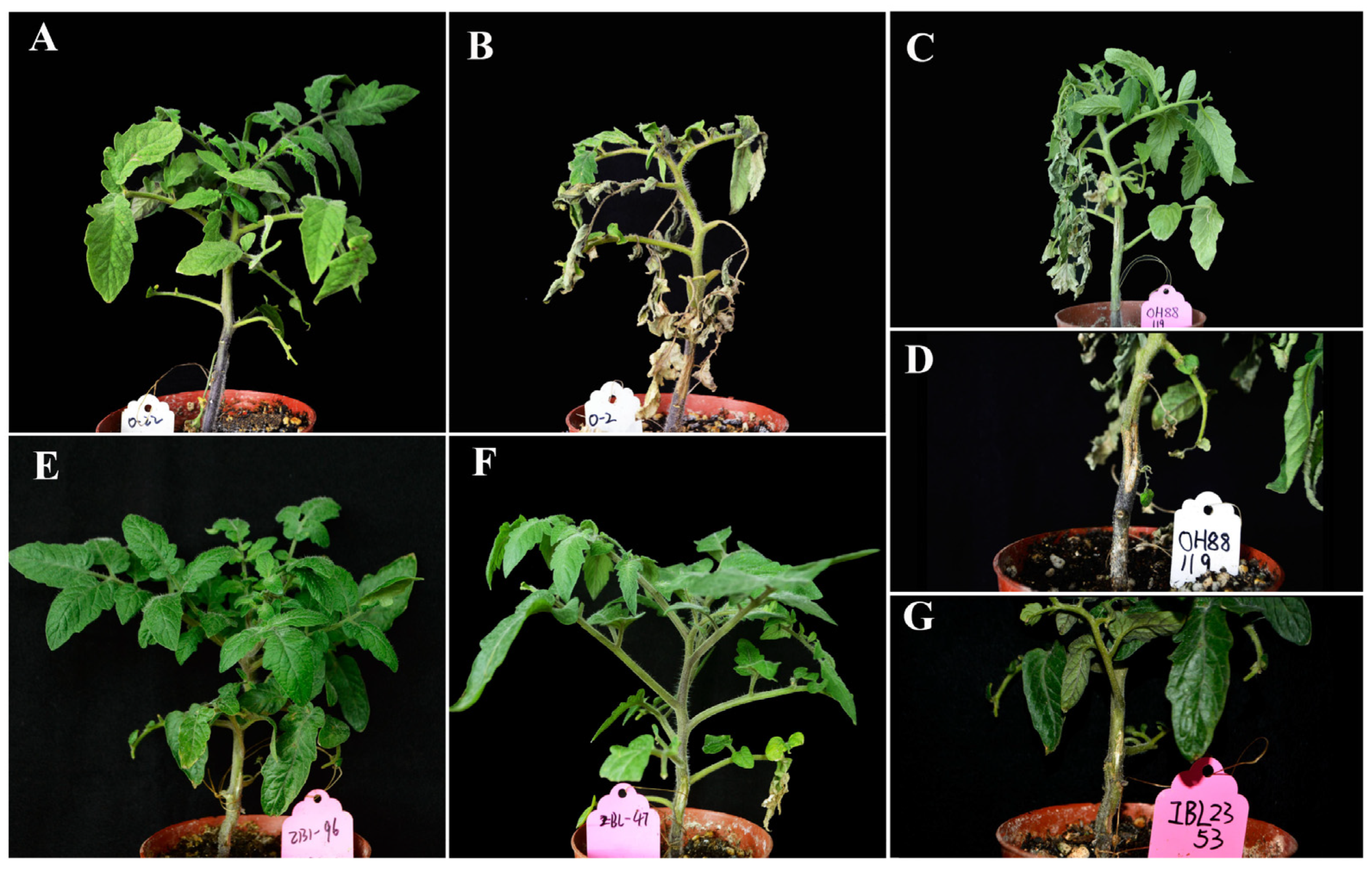Horticulturae 09 00242 g001 Horticulturae 09 00242 g001