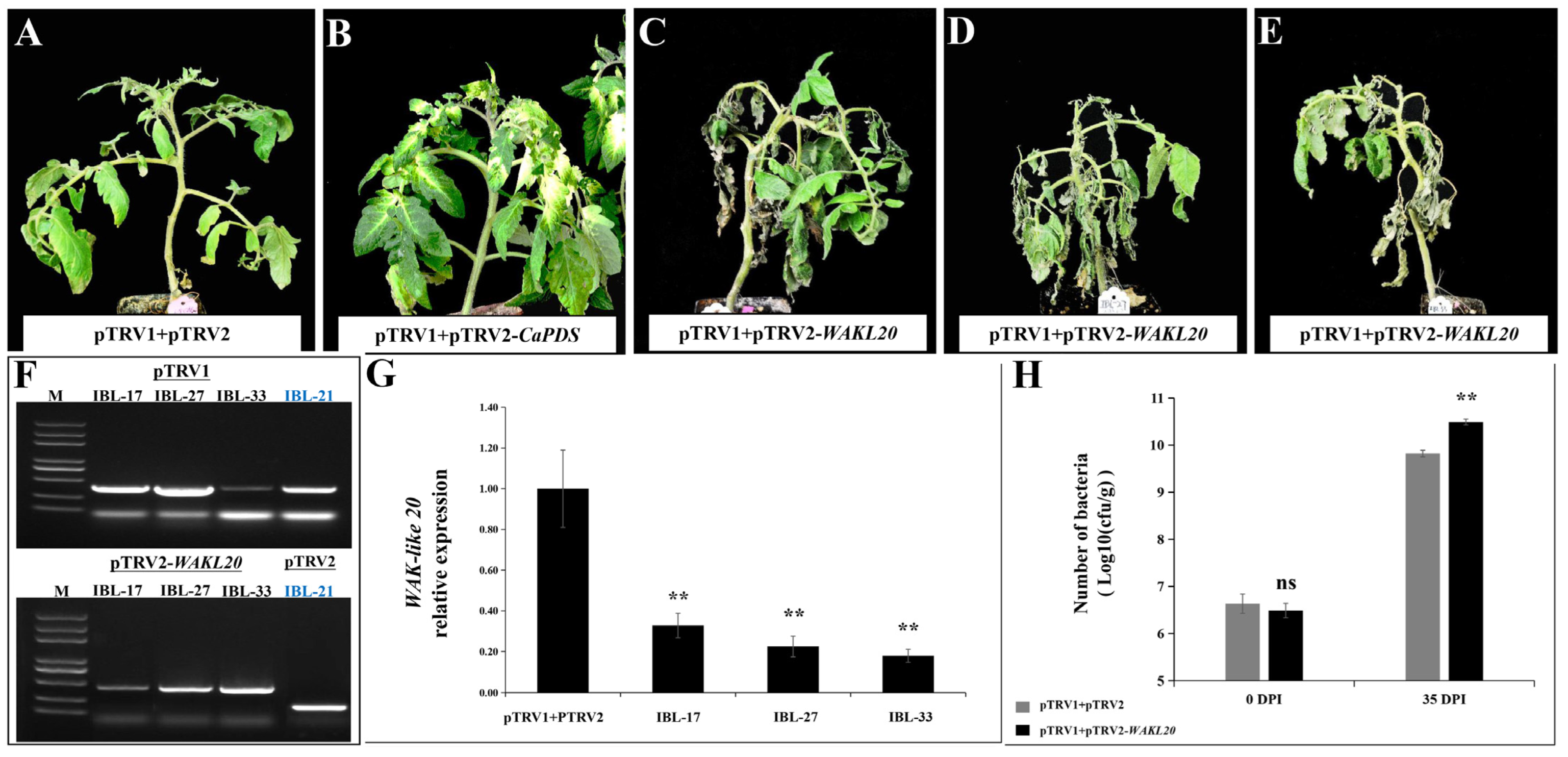 Horticulturae 09 00242 g008 Horticulturae 09 00242 g008