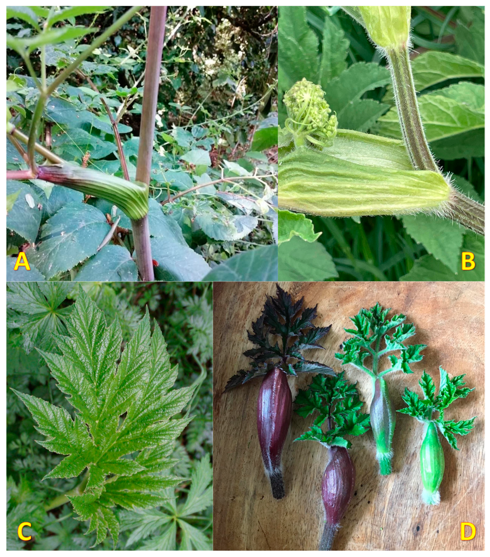 Horticulturae 09 00246 g003 Horticulturae 09 00246 g003