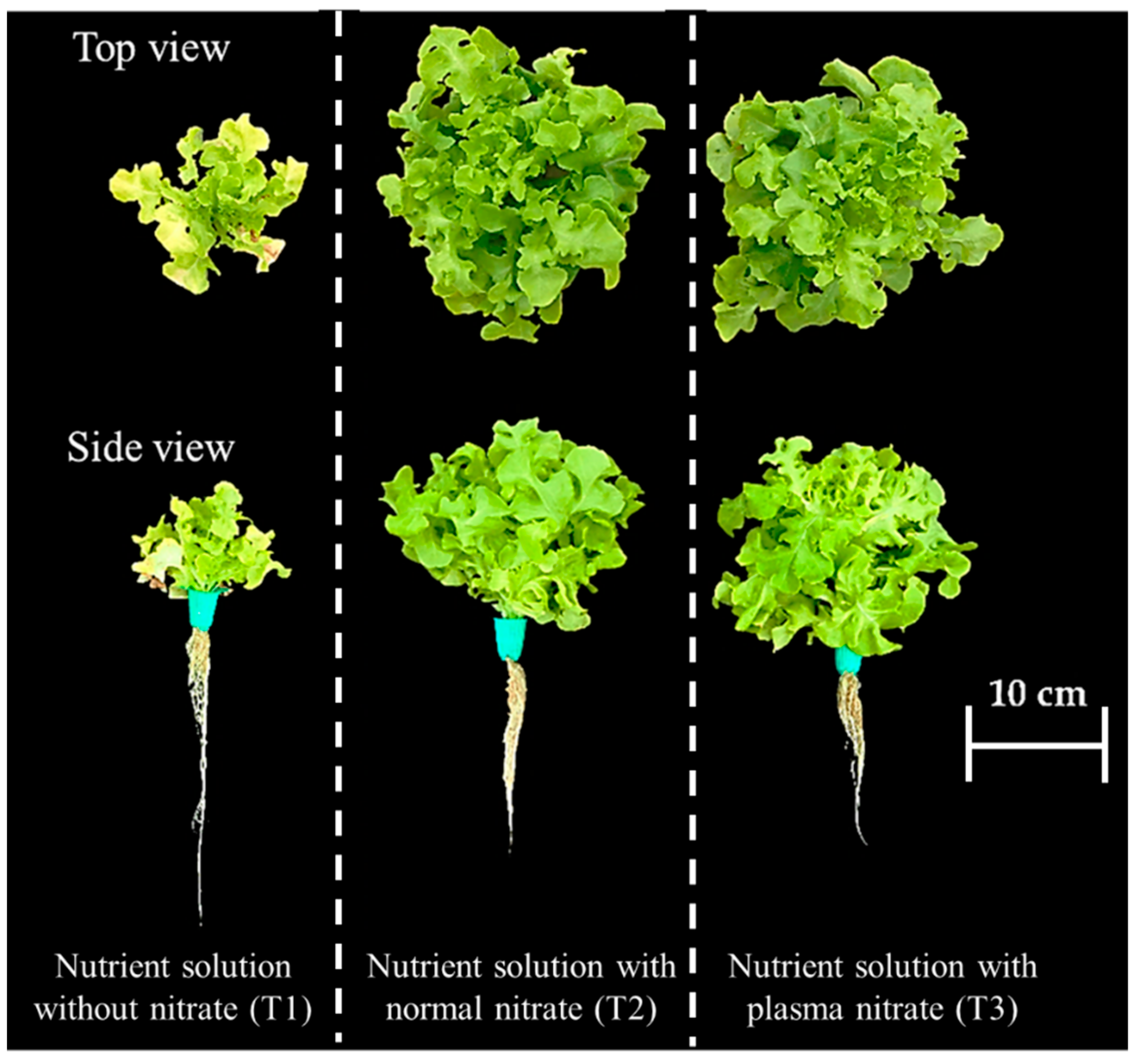 Horticulturae 09 00248 g003 550