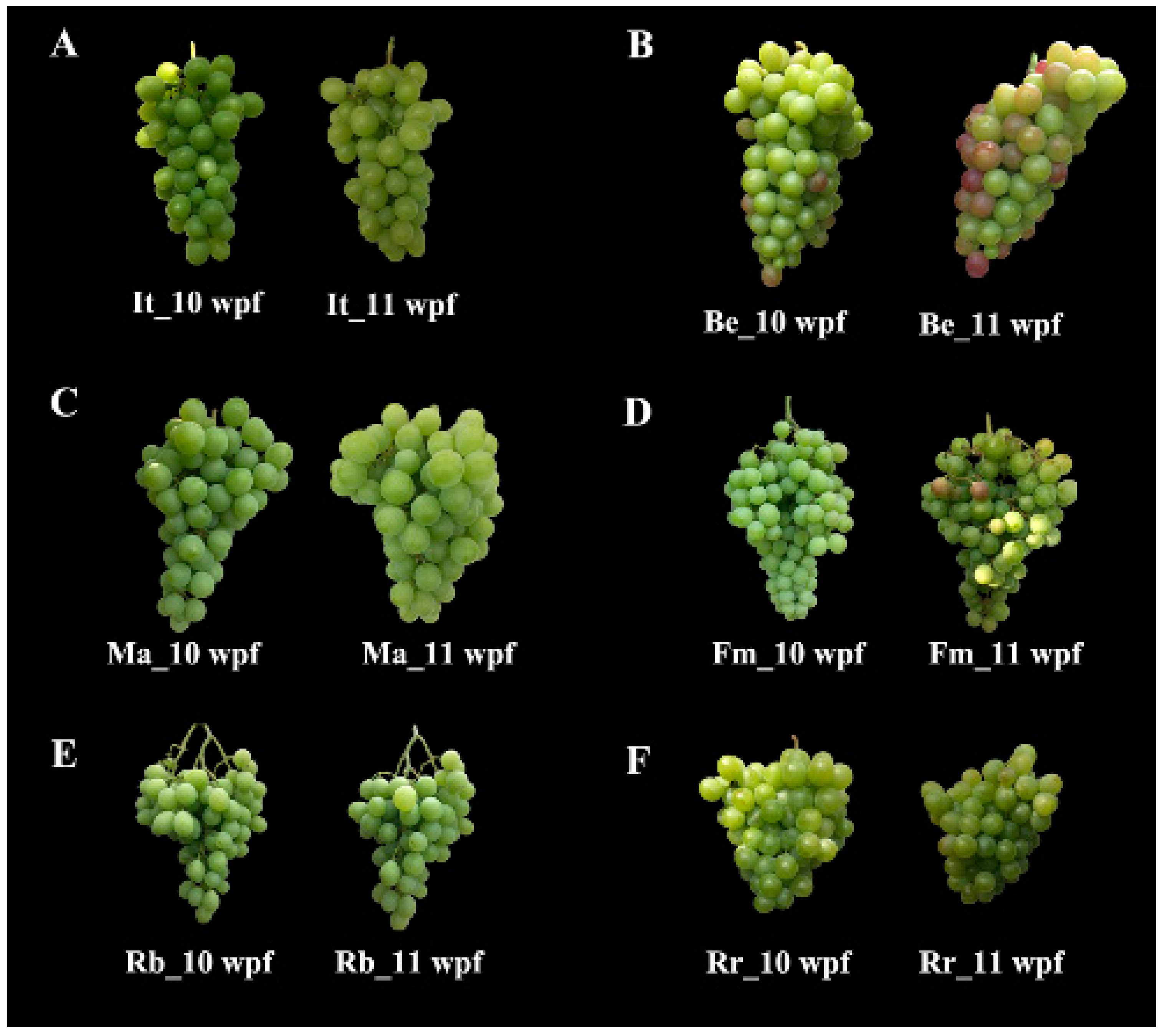 Horticulturae 09 00260 g002
