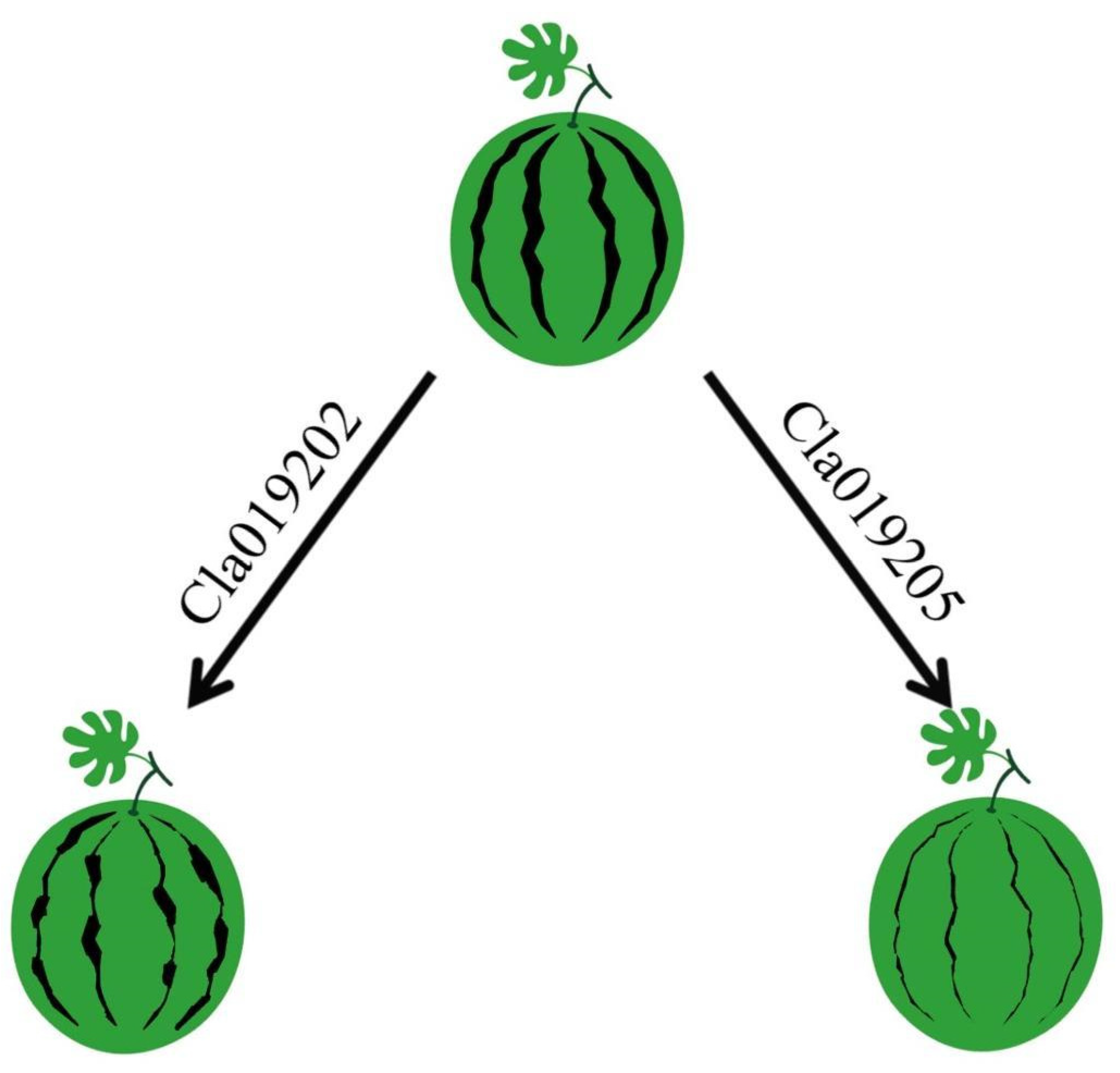 Horticulturae 09 00263 g006 Horticulturae 09 00263 g006