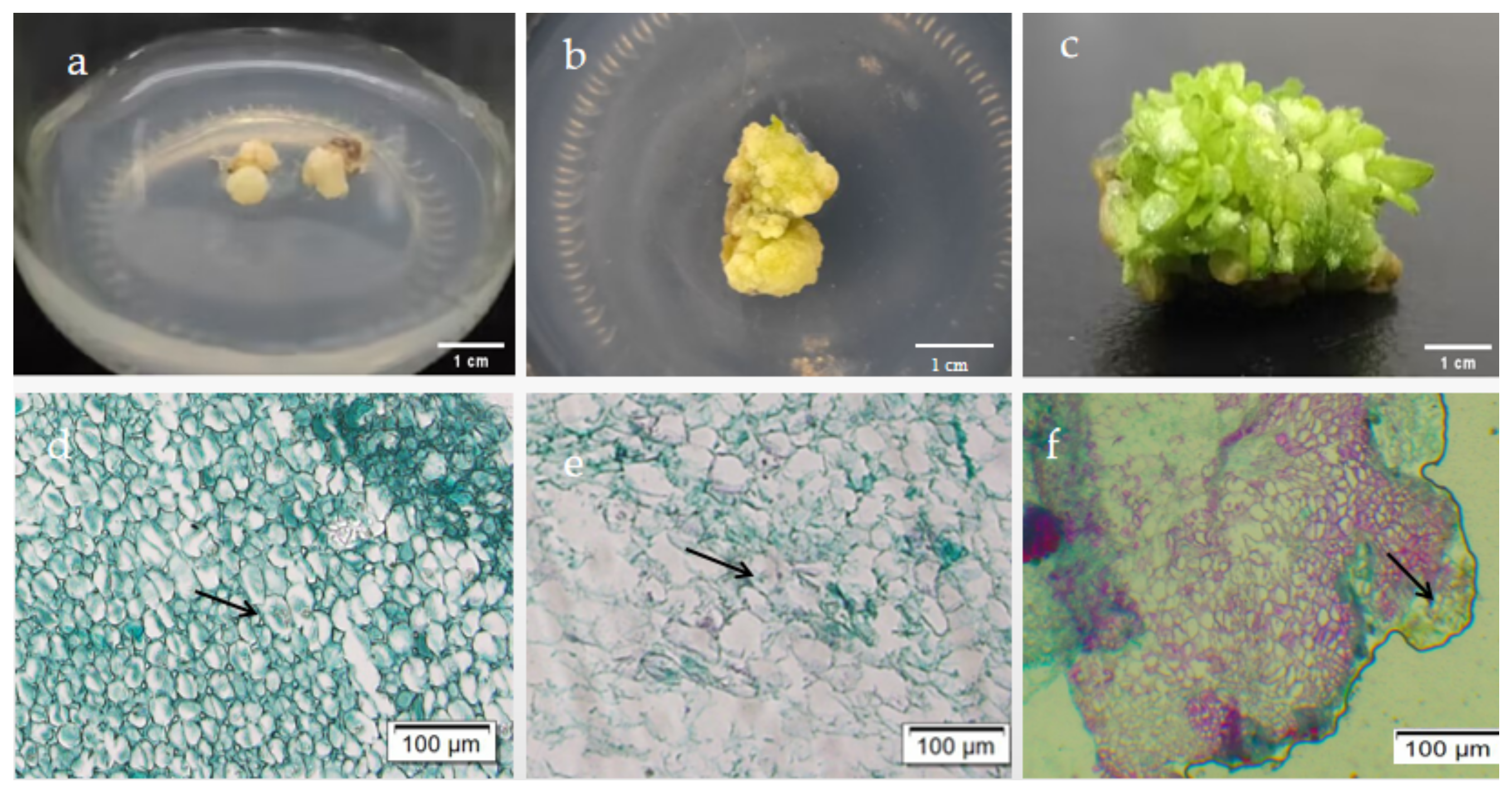Horticulturae 09 00264 g003 Horticulturae 09 00264 g003