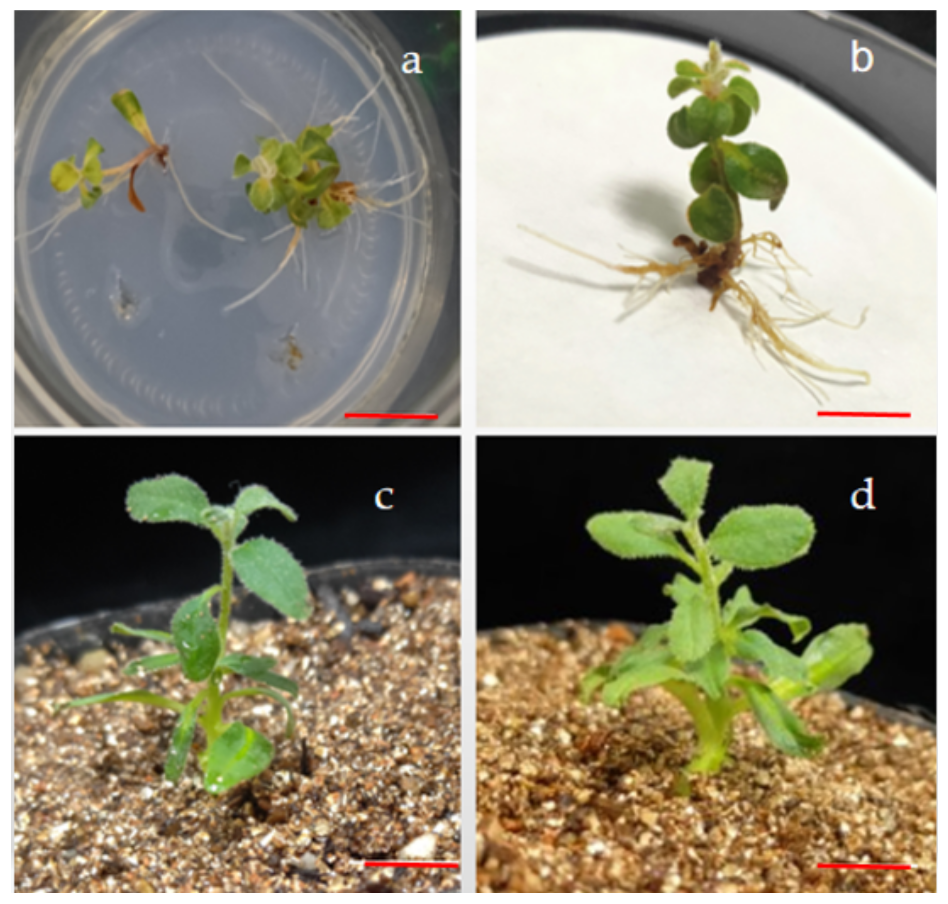 Horticulturae 09 00264 g004 Horticulturae 09 00264 g004