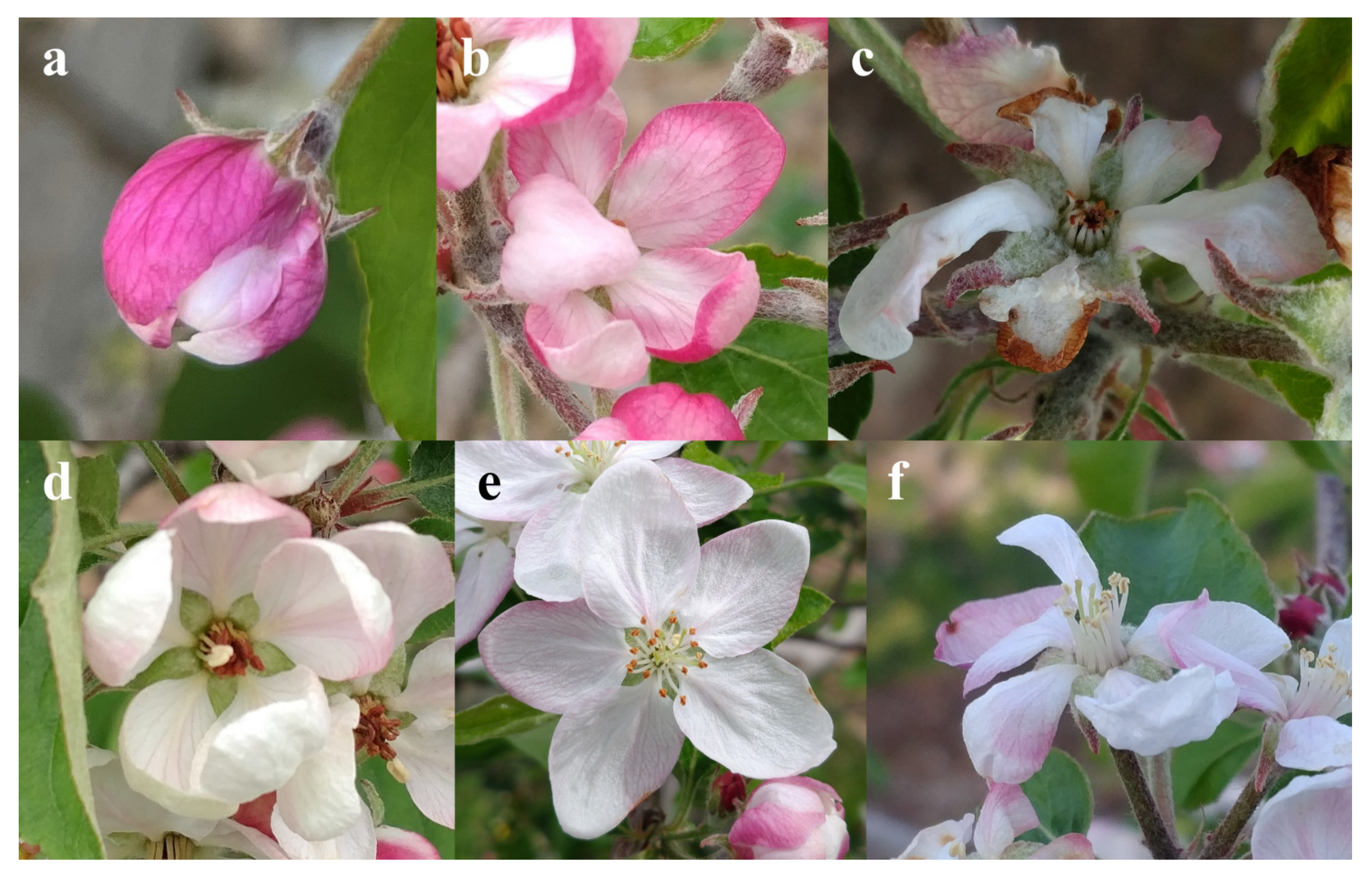 Horticulturae 09 00266 g003 Horticulturae 09 00266 g003