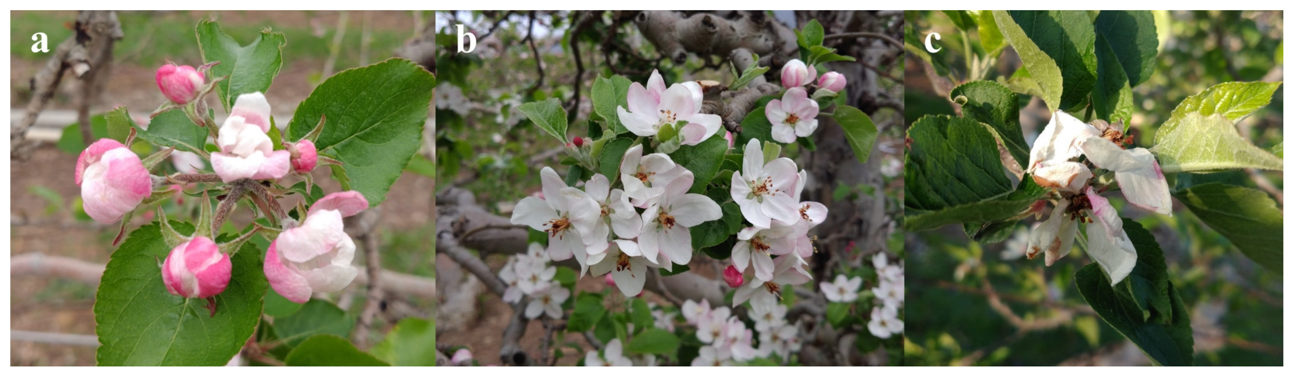 Horticulturae 09 00266 g006 Horticulturae 09 00266 g006