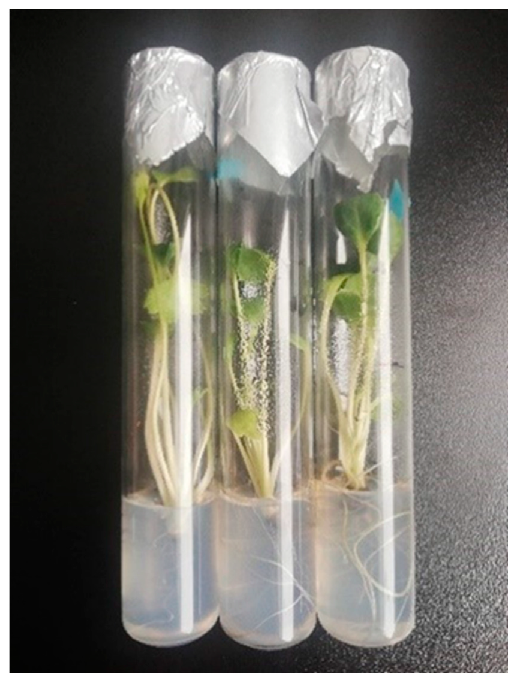 Horticulturae 09 00271 g002