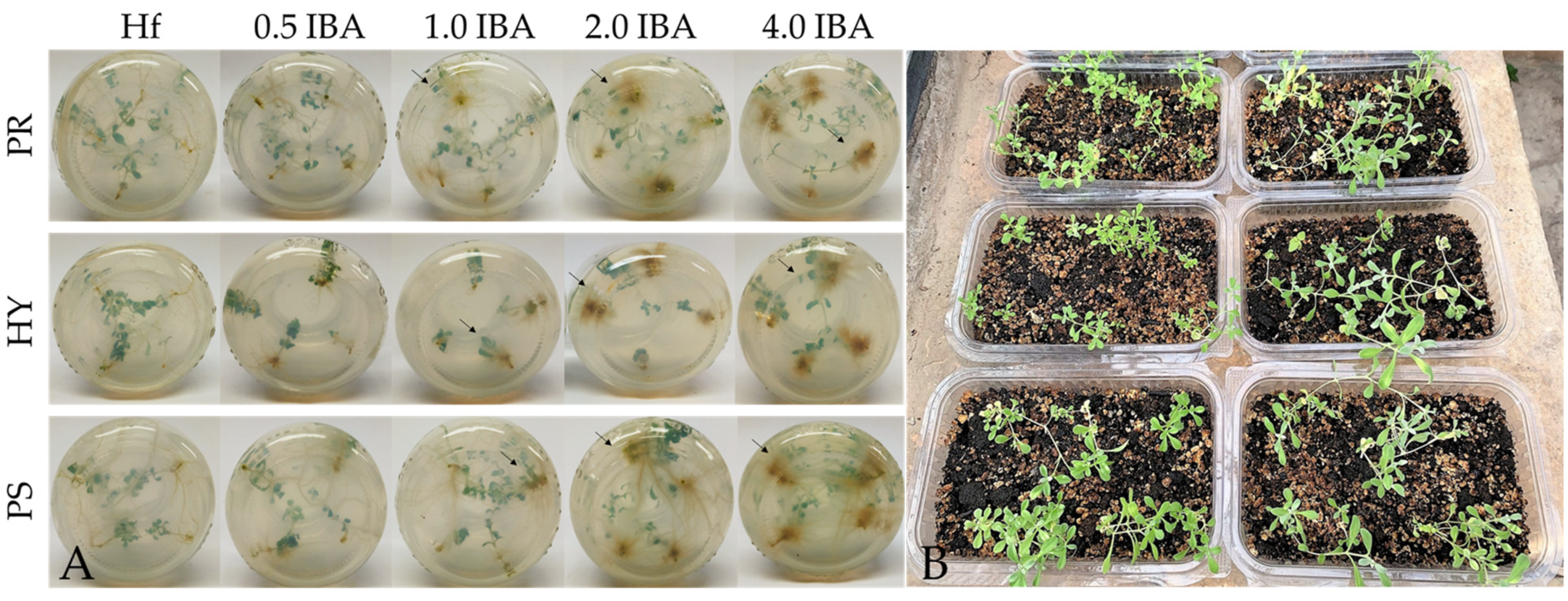 Horticulturae 09 00273 g005 Horticulturae 09 00273 g005