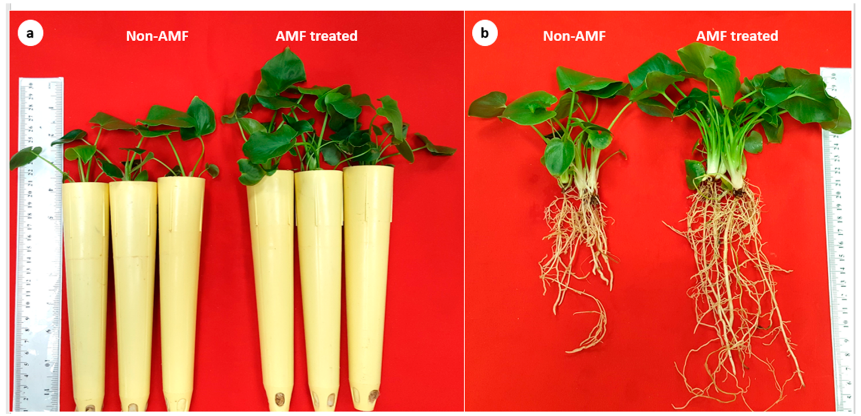 Horticulturae 09 00276 g003 Horticulturae 09 00276 g003