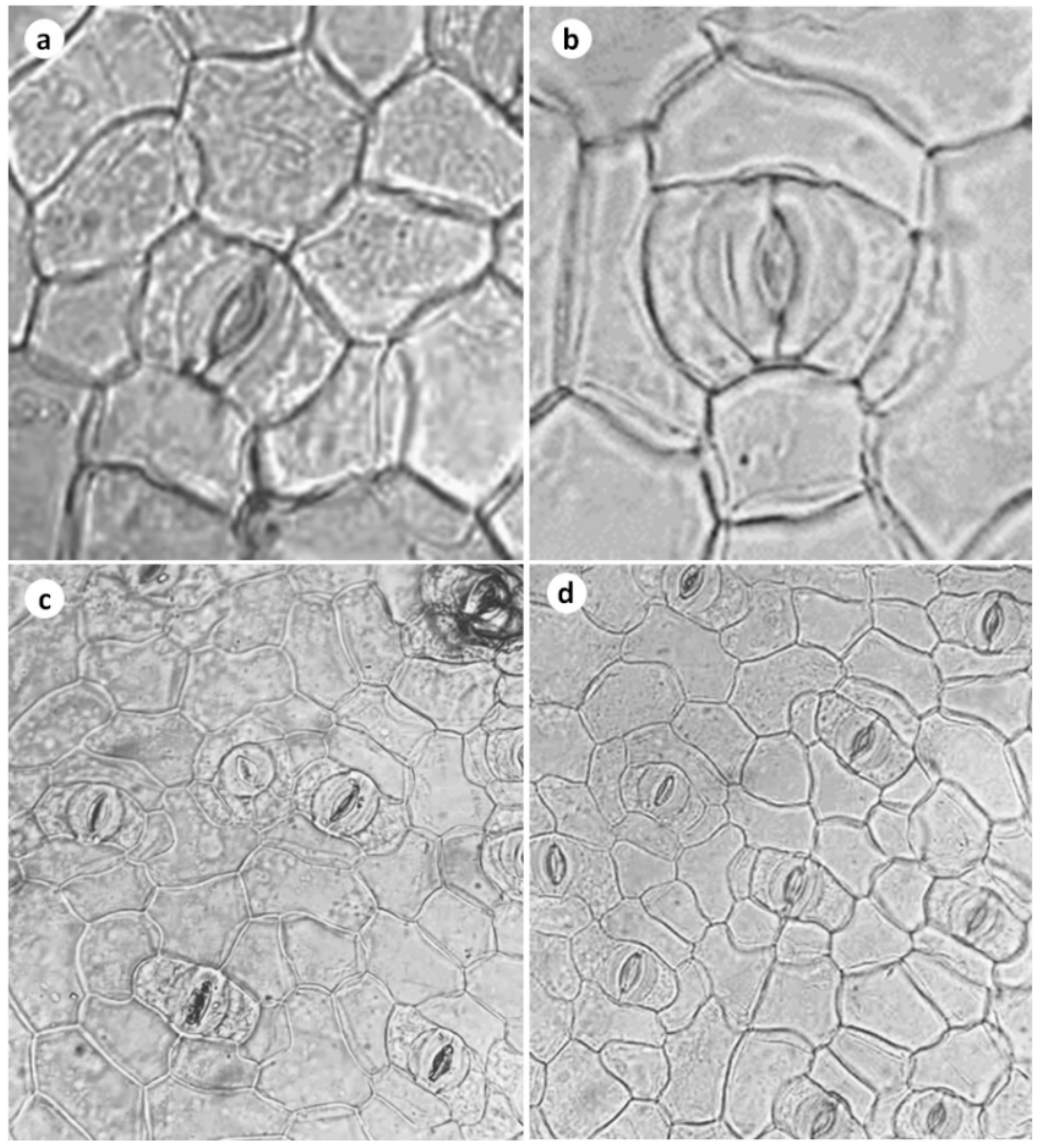 Horticulturae 09 00276 g005 Horticulturae 09 00276 g005