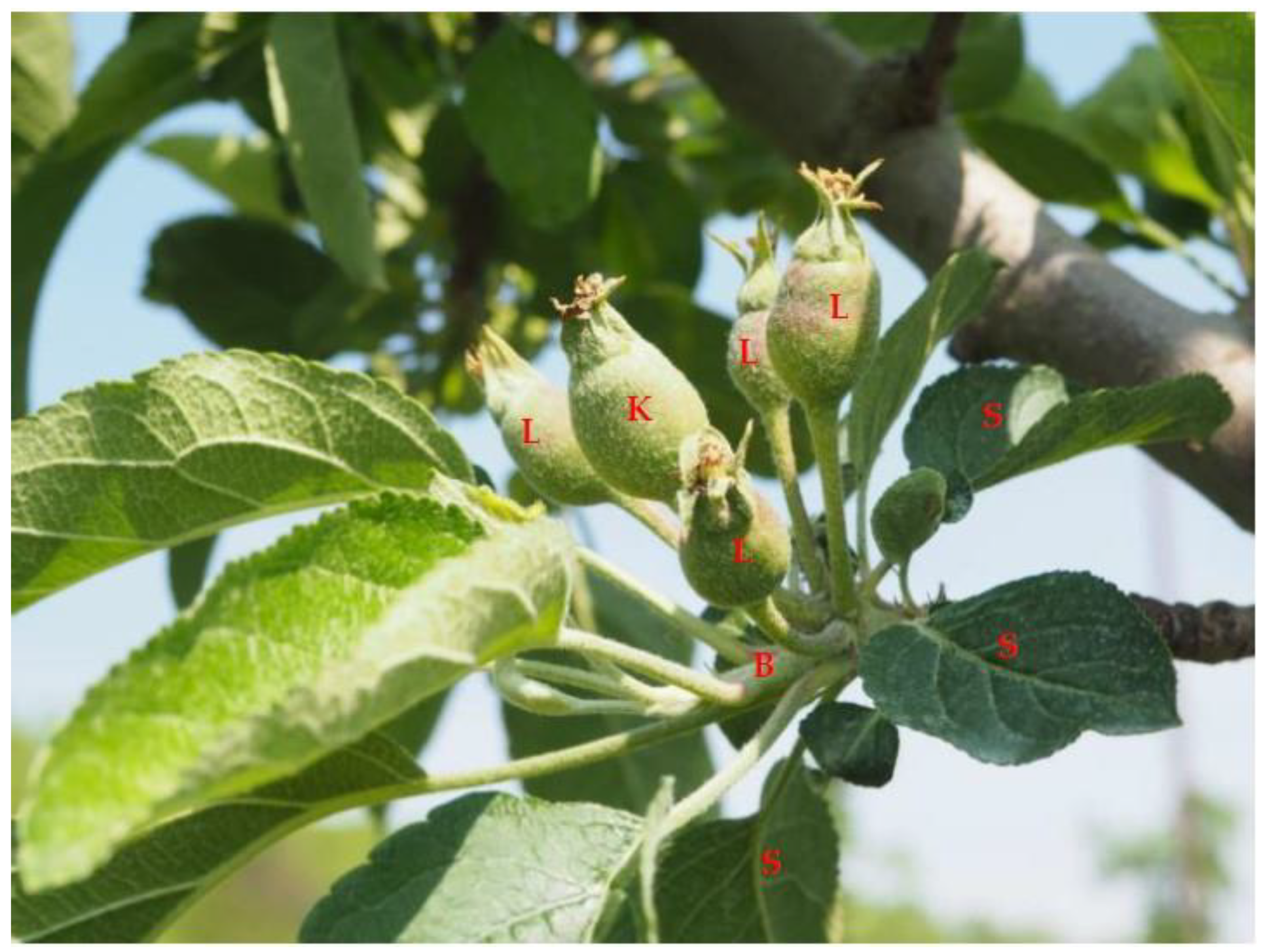 Horticulturae 09 00279 g001 Horticulturae 09 00279 g001