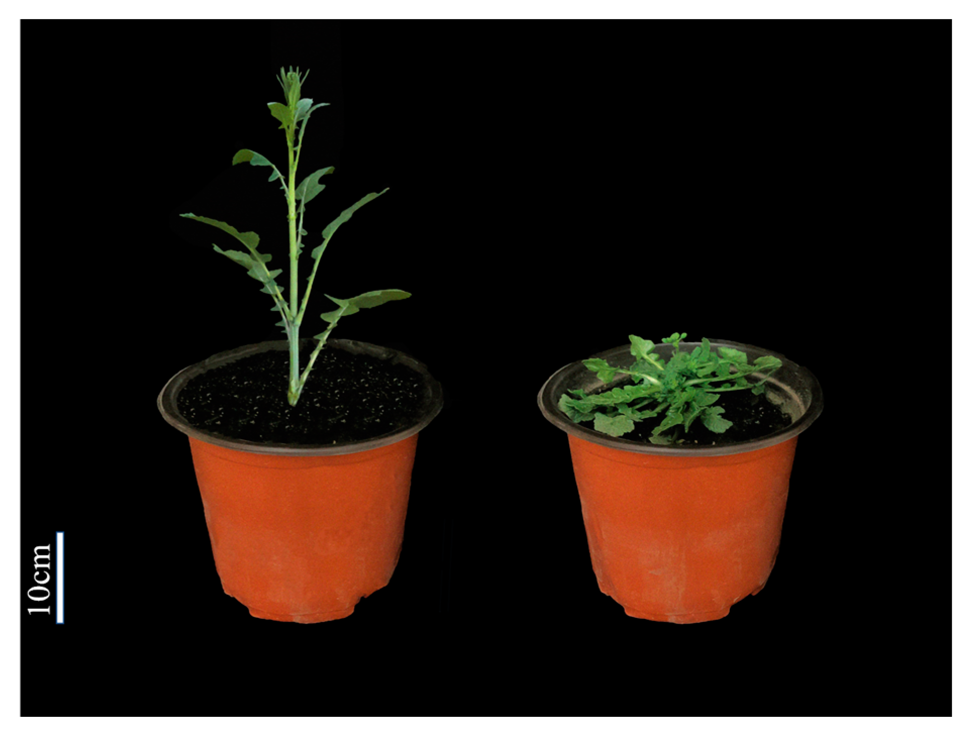 Horticulturae 09 00282 g001